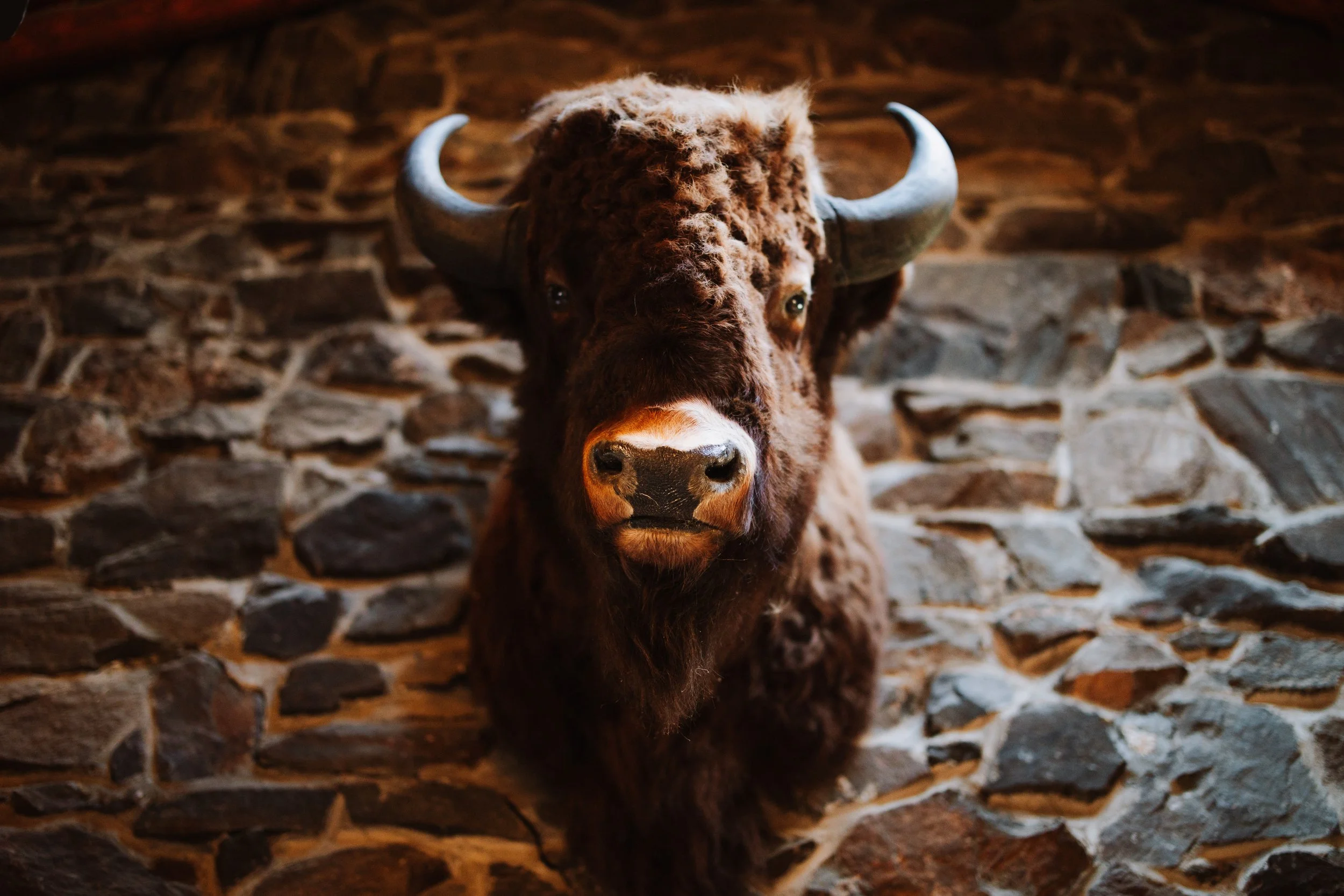 a buffalo head on the wall 
