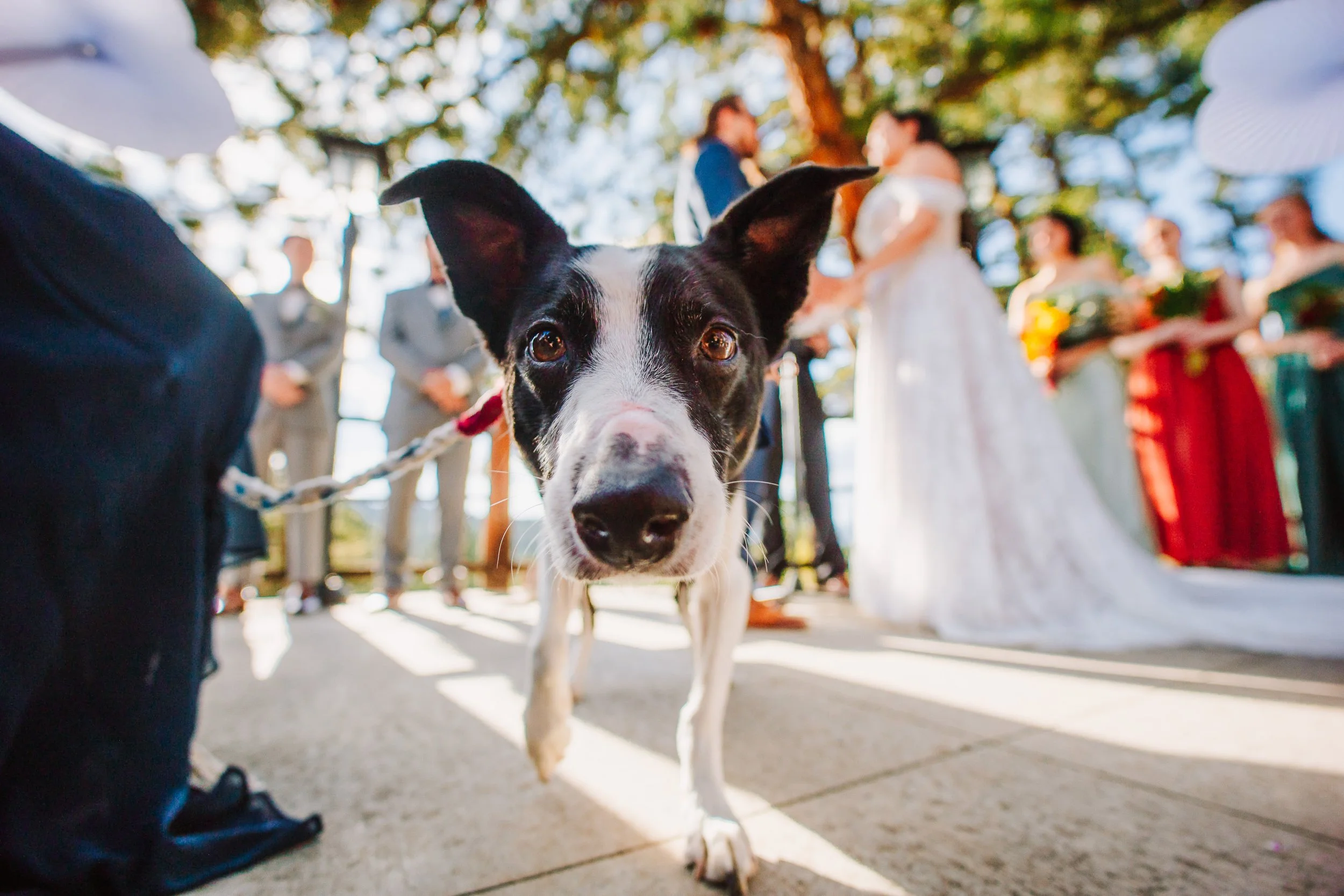 the dog is in the ceremony 