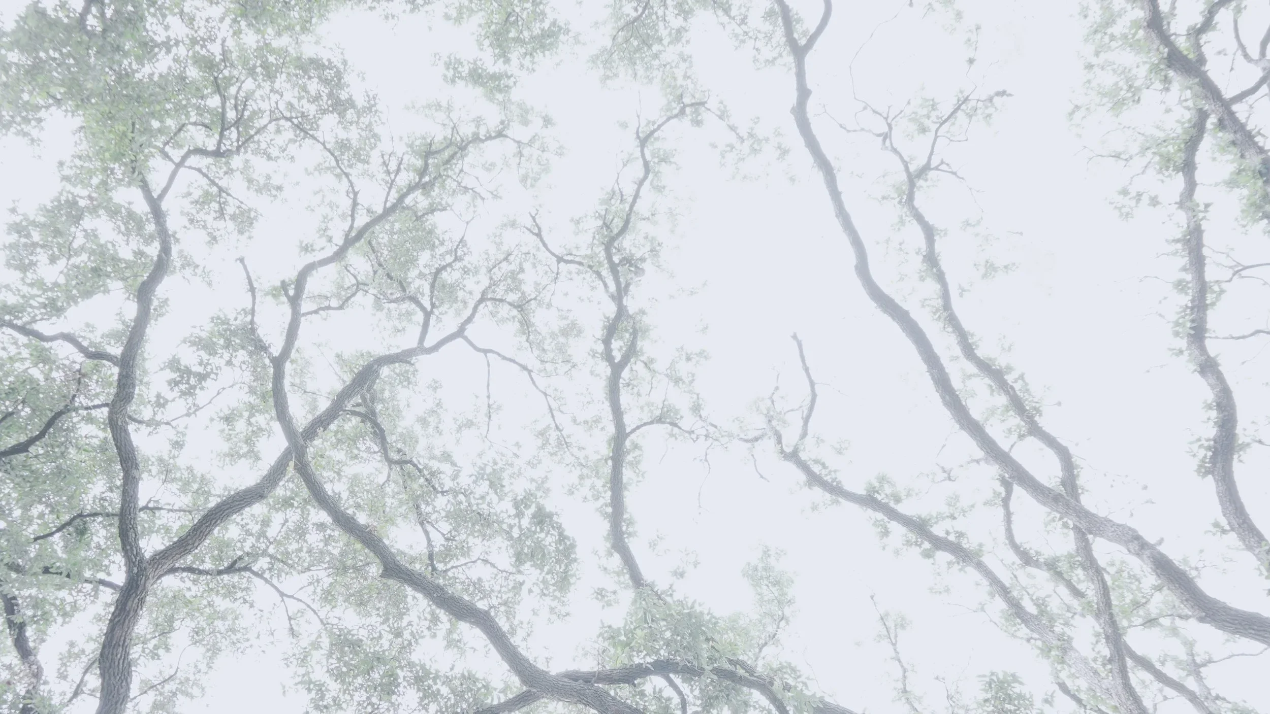 nature-10.webp