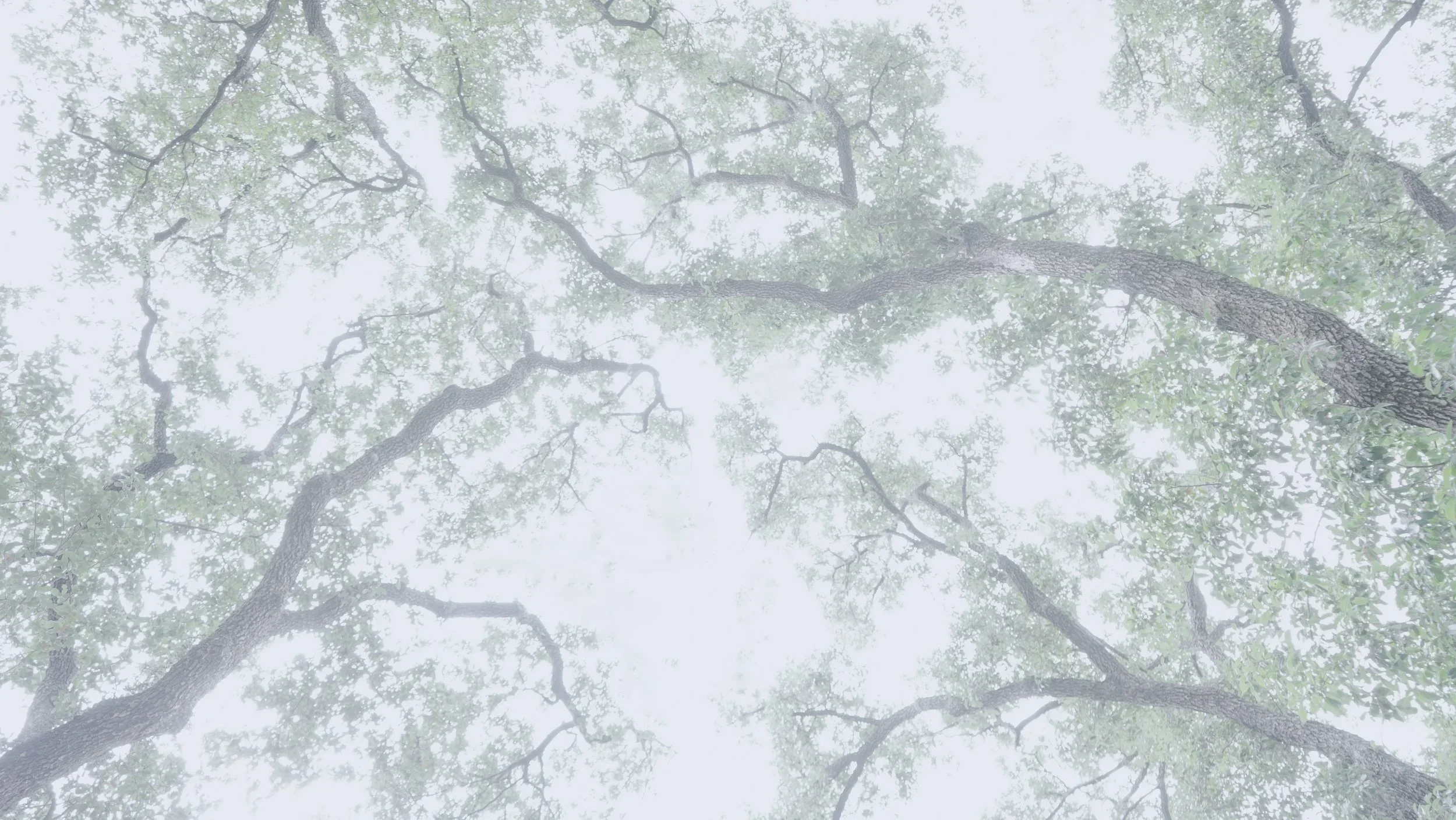 nature-11.webp