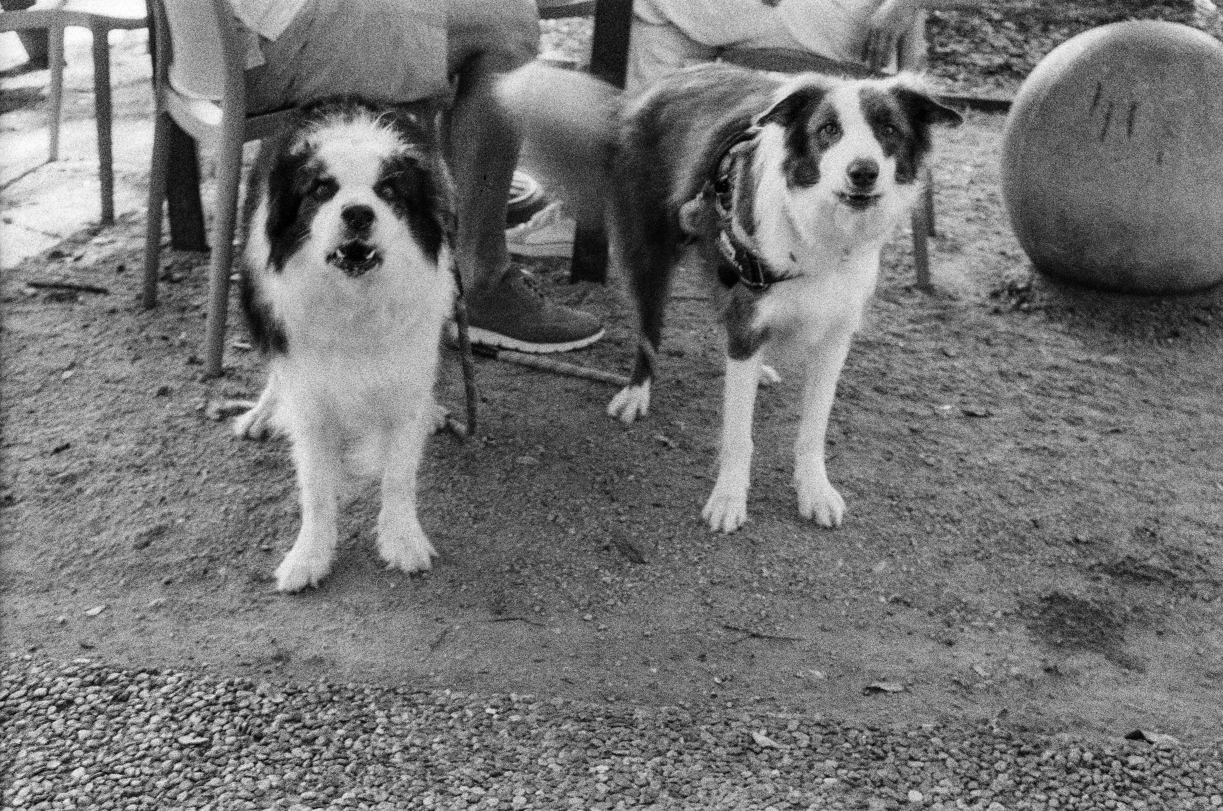 Two dogs, one with darker fur and the other with a black and white coat, standing on dirt ground near chairs and a large round object.