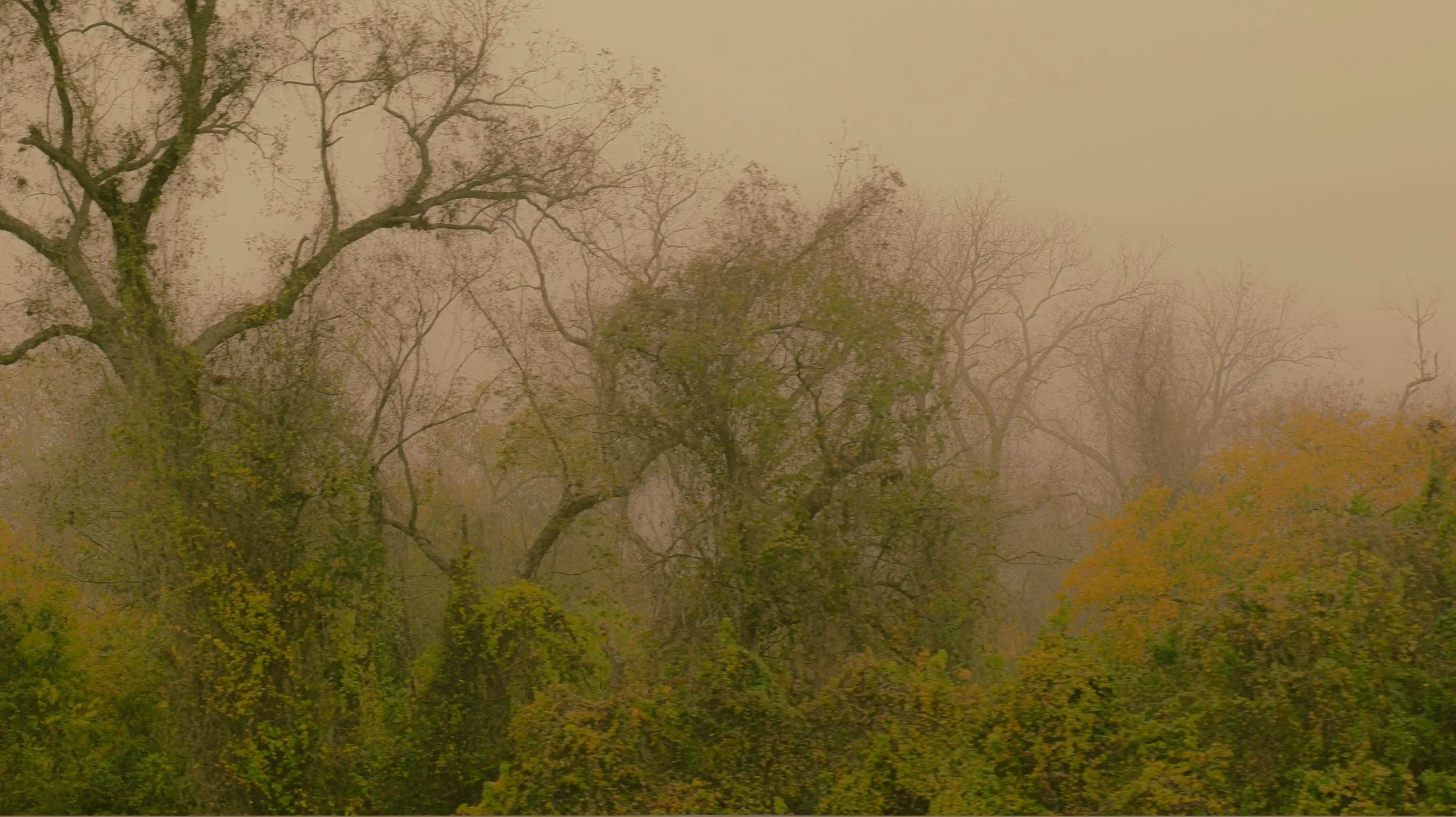 nature-07.webp