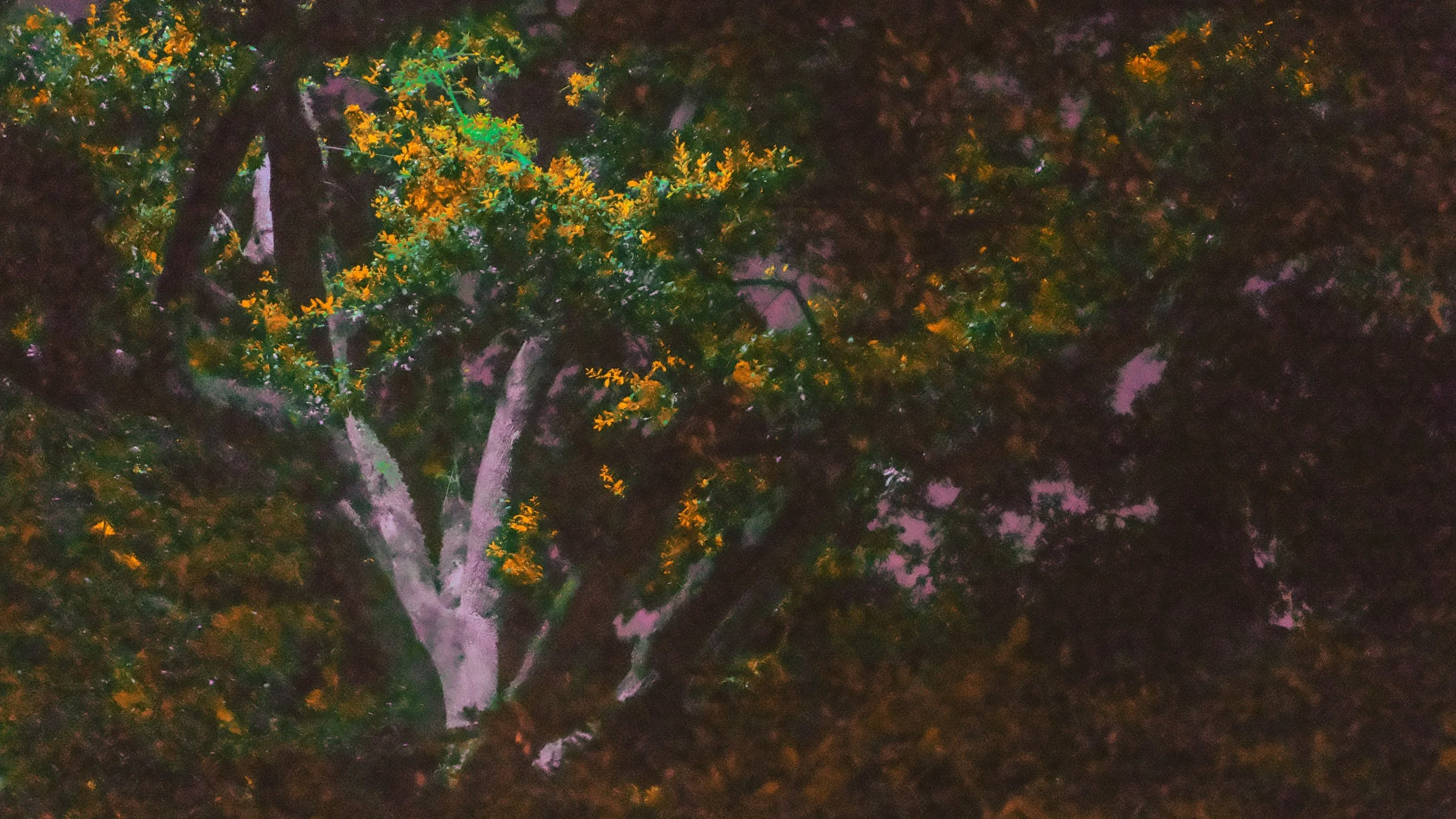 nature-12.webp