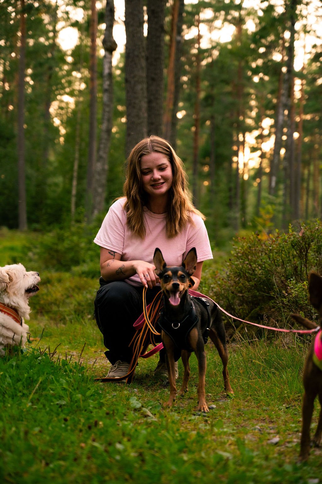 privatträning hos Örebro Hundträning