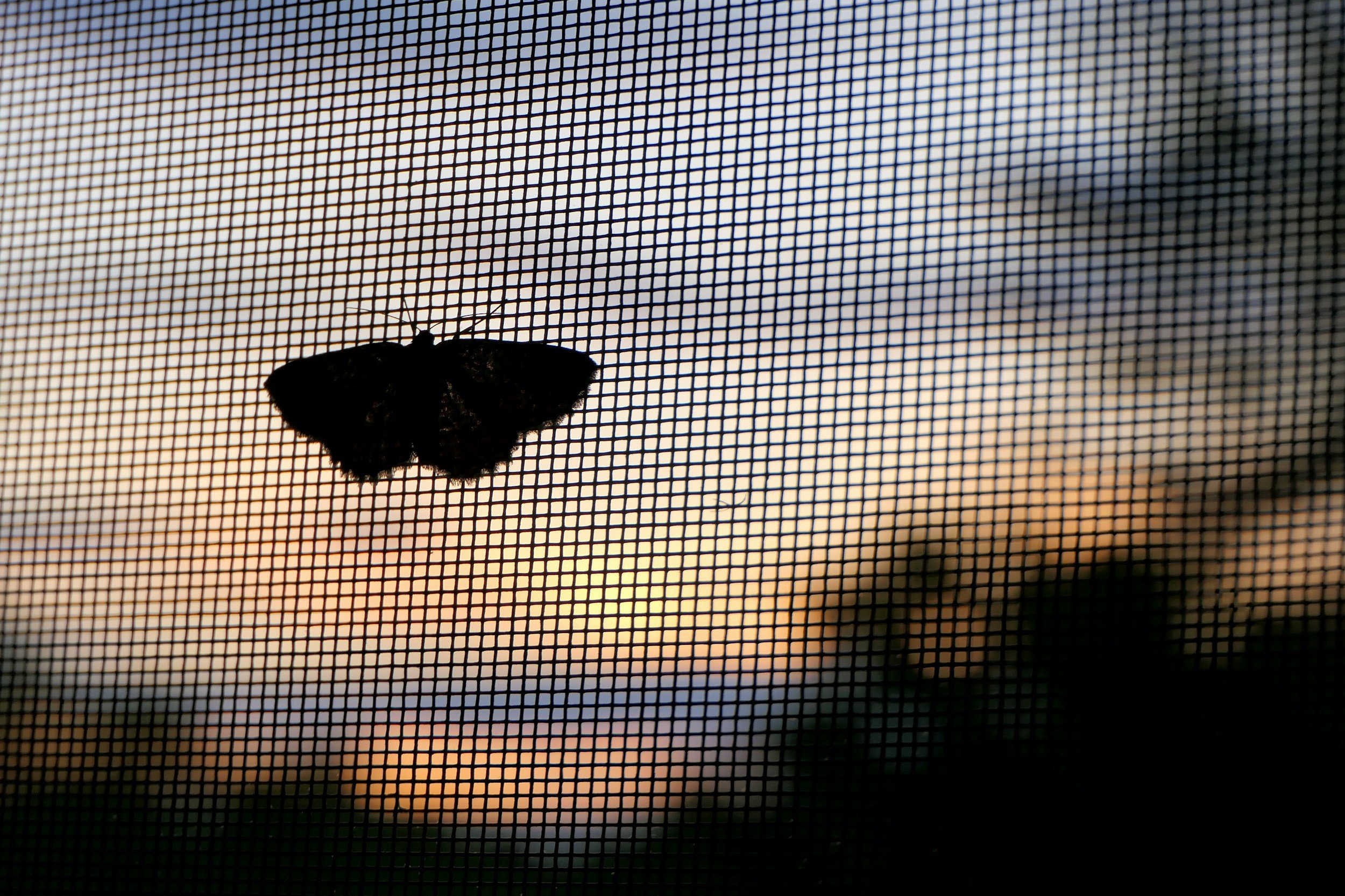 Charlotte’s Web, Chapter 7: Window screens