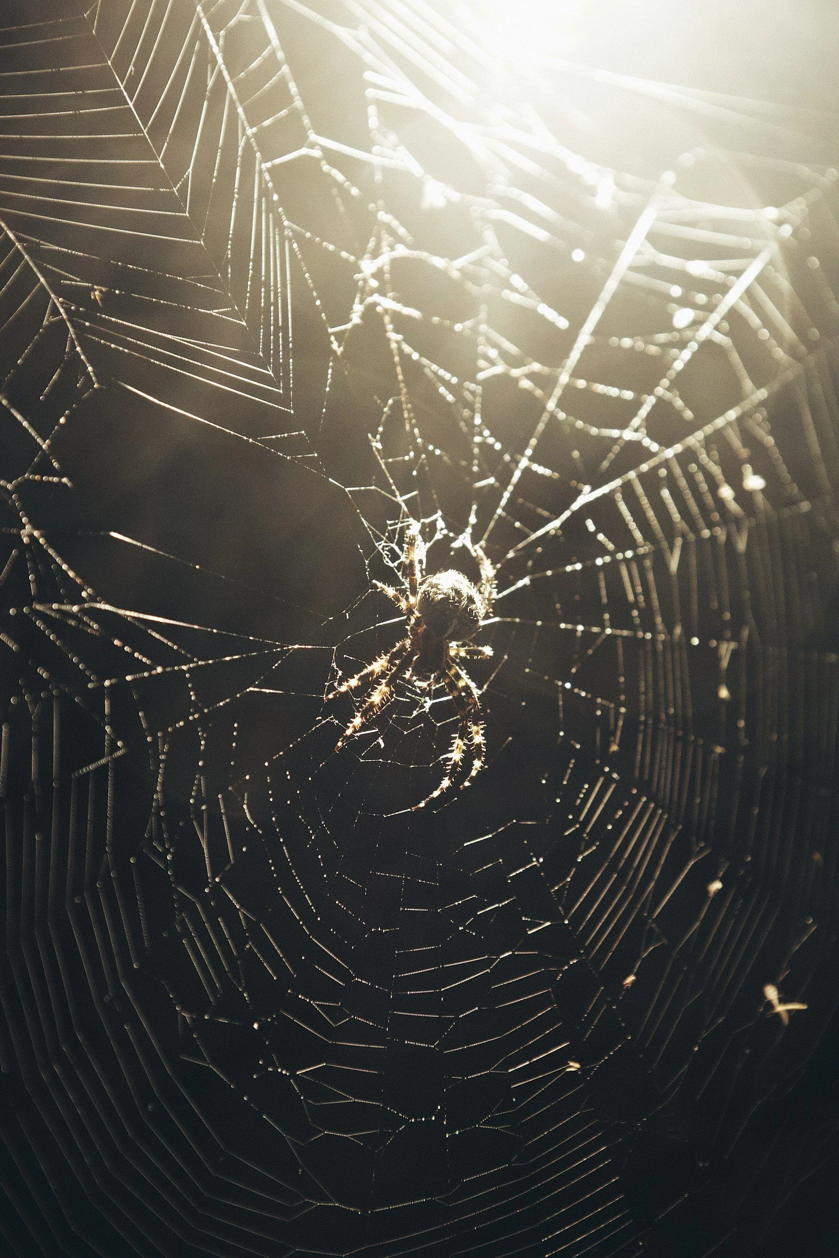 Charlotte’s Web, Chapter 22: Spider Names