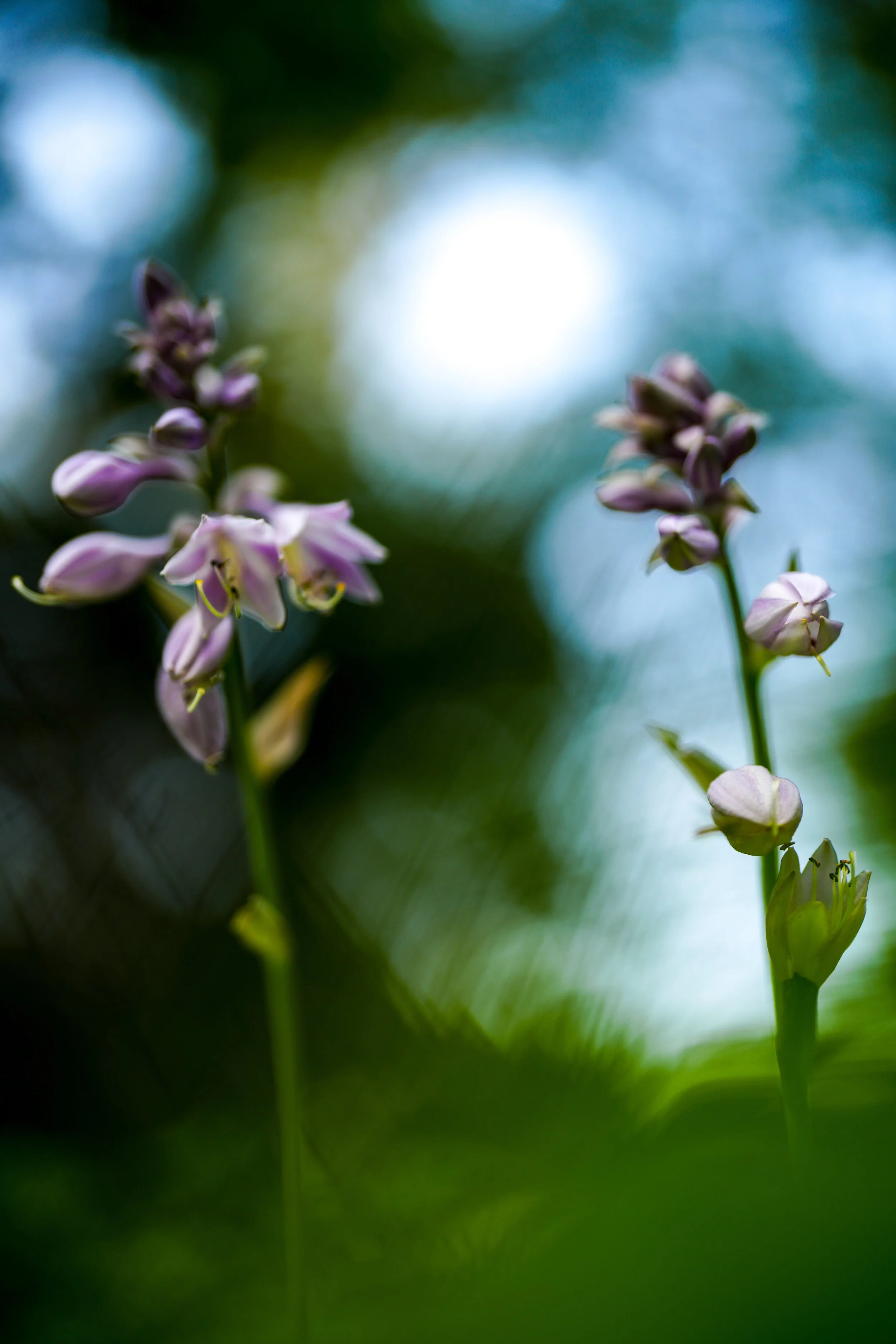 Nature photo Hyacinth Art
