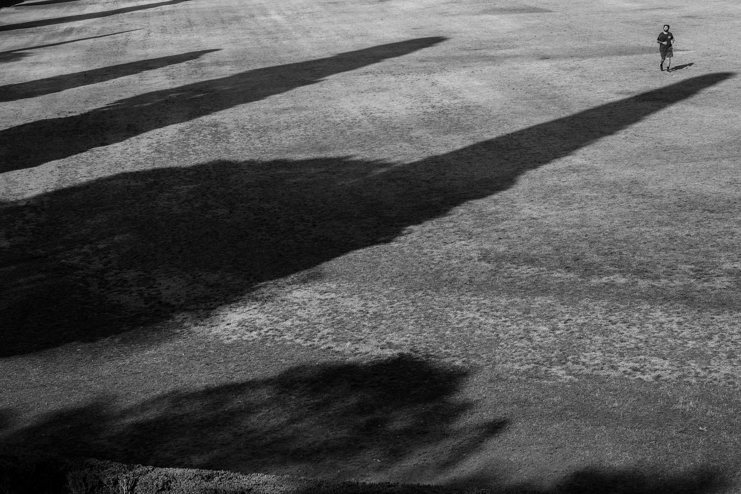 MO_Big Trees Small Man.JPG