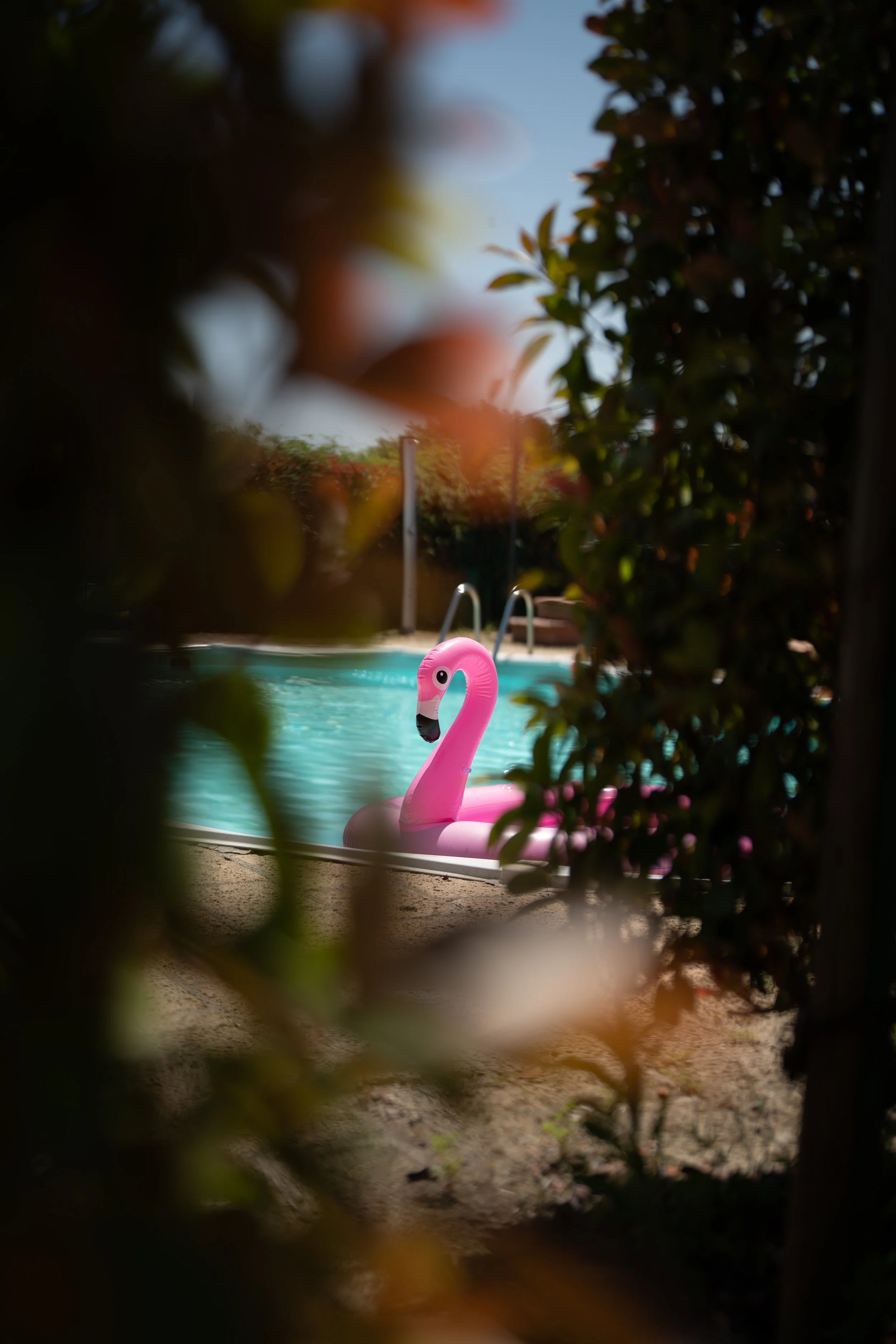 Portrait Flamengo Swimming Pool Summer Candid
