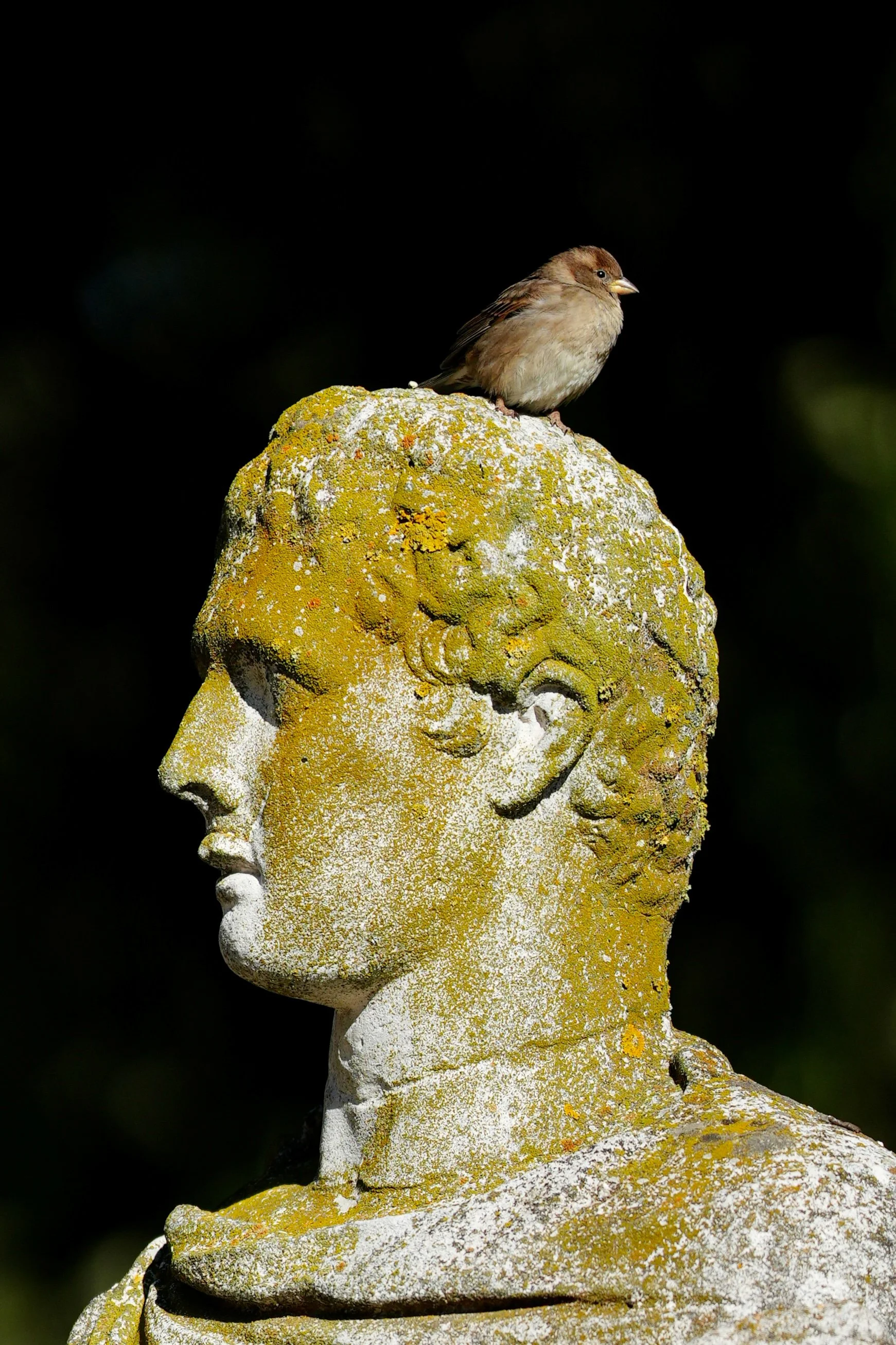 Statue with Bird on Top Villa Borghese Rome Italy
