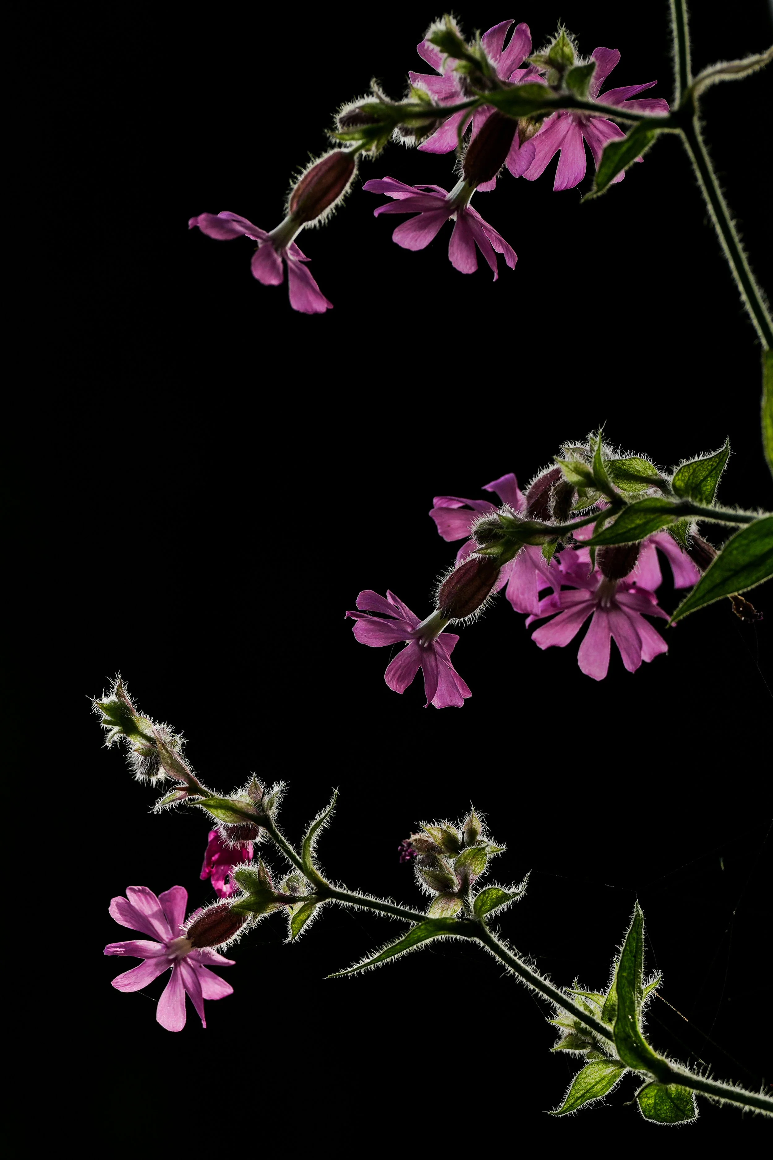 Nature photo Cuckoo Flower
