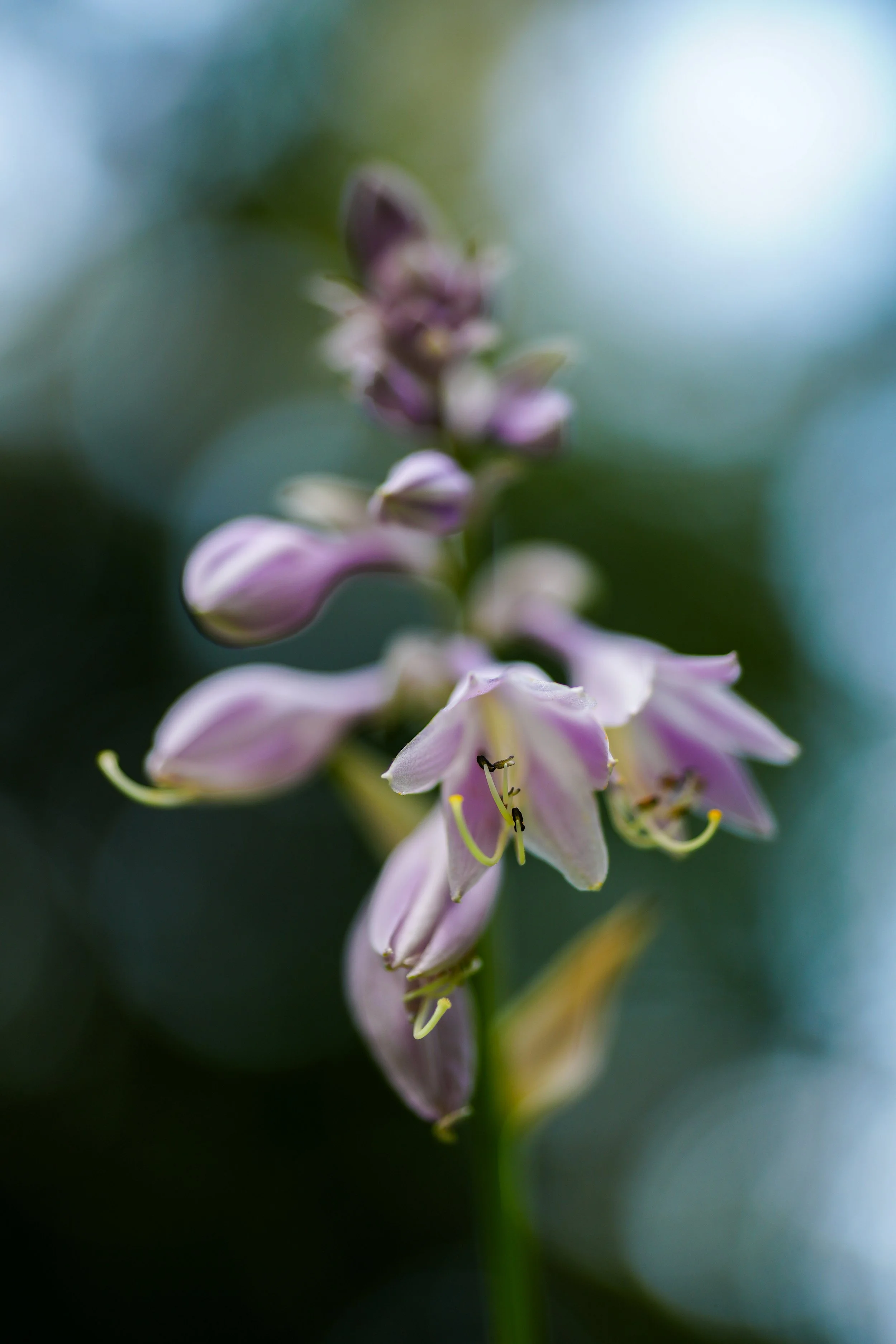 Nature Photo Hyacinth Art 2
