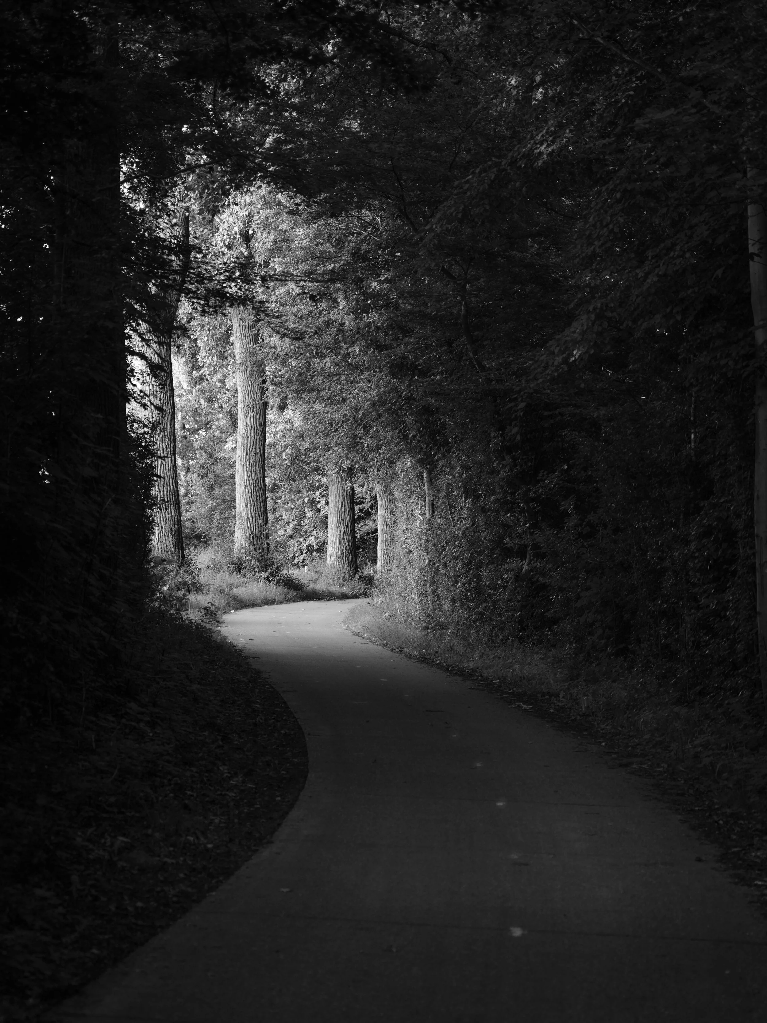 New_MO_Early Morning Light in the Forest.JPG