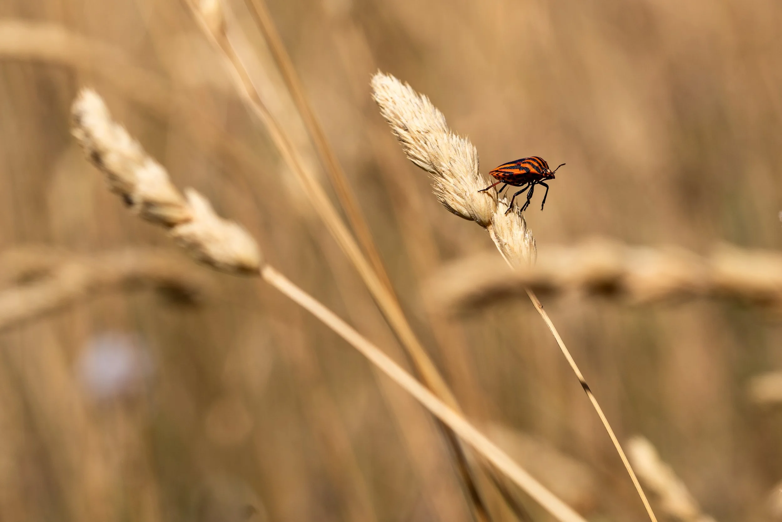 Nature photo Pajama Shield Bug in Le Marche Italy
