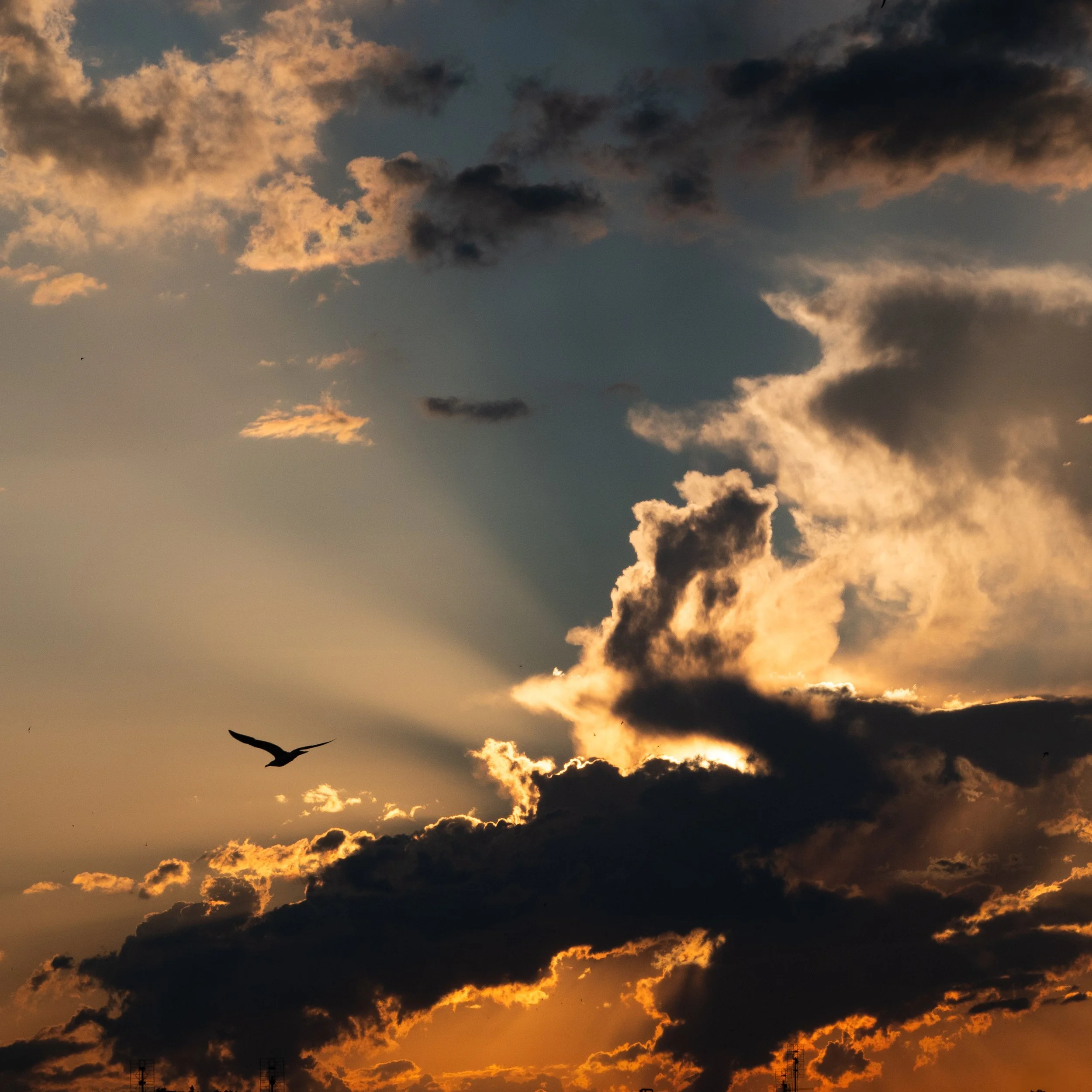 Cloud Photography Bird Golden Hour 1x1

