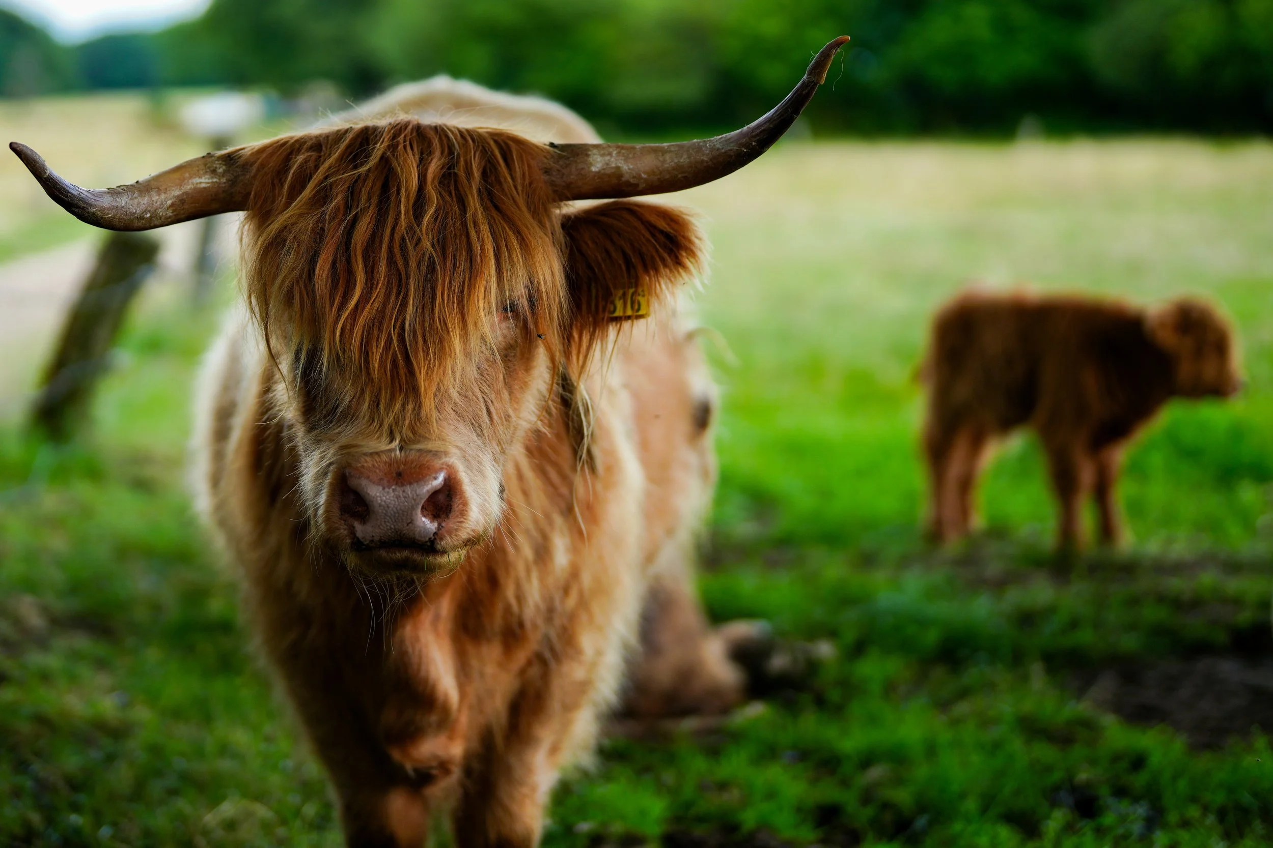 Nature photo Highlander with calf
