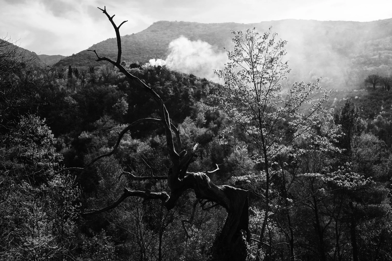 BNW Nature Forest Haze Italy.JPG