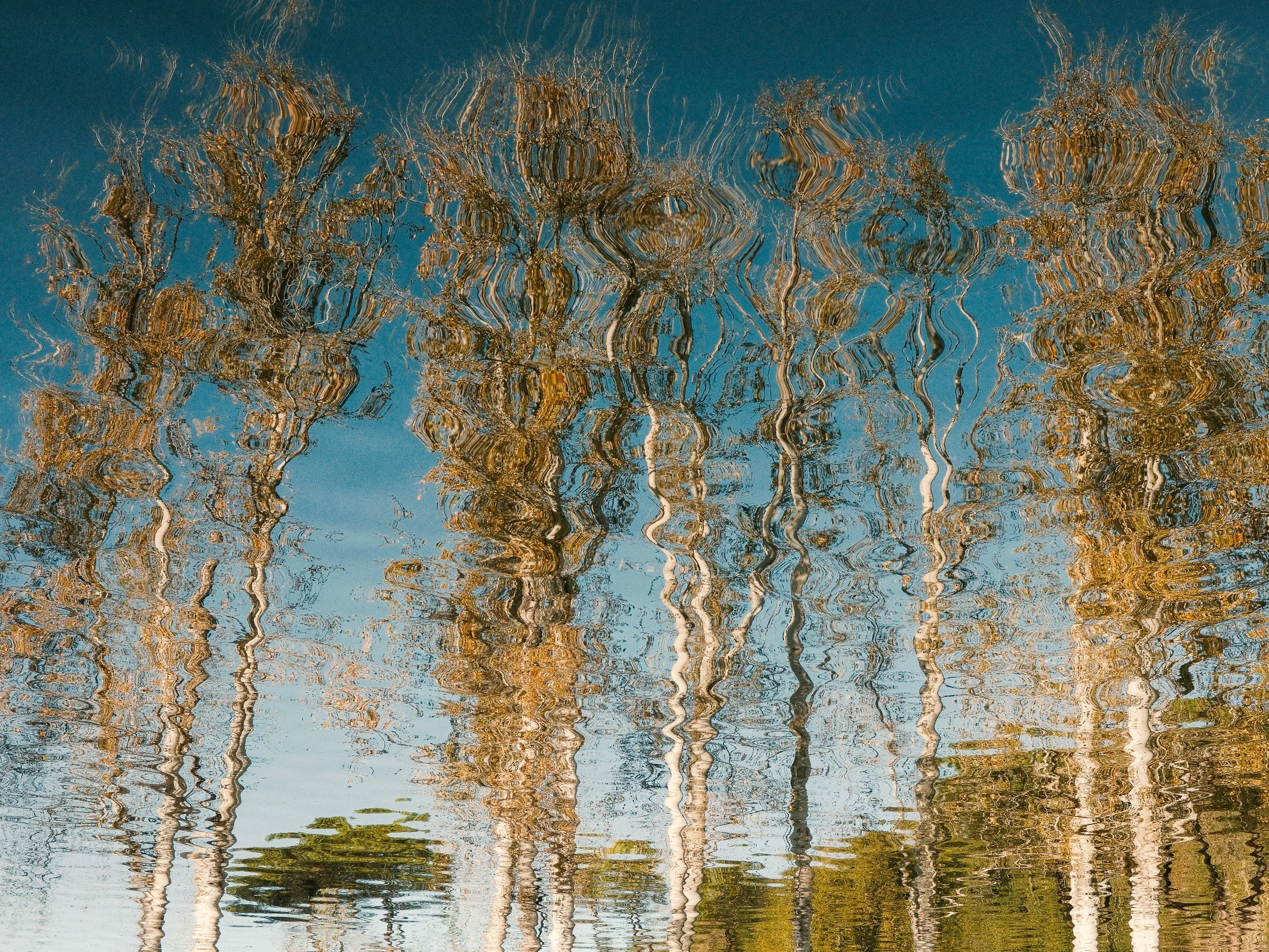 NandL_The Trees in Villa Ada.JPG