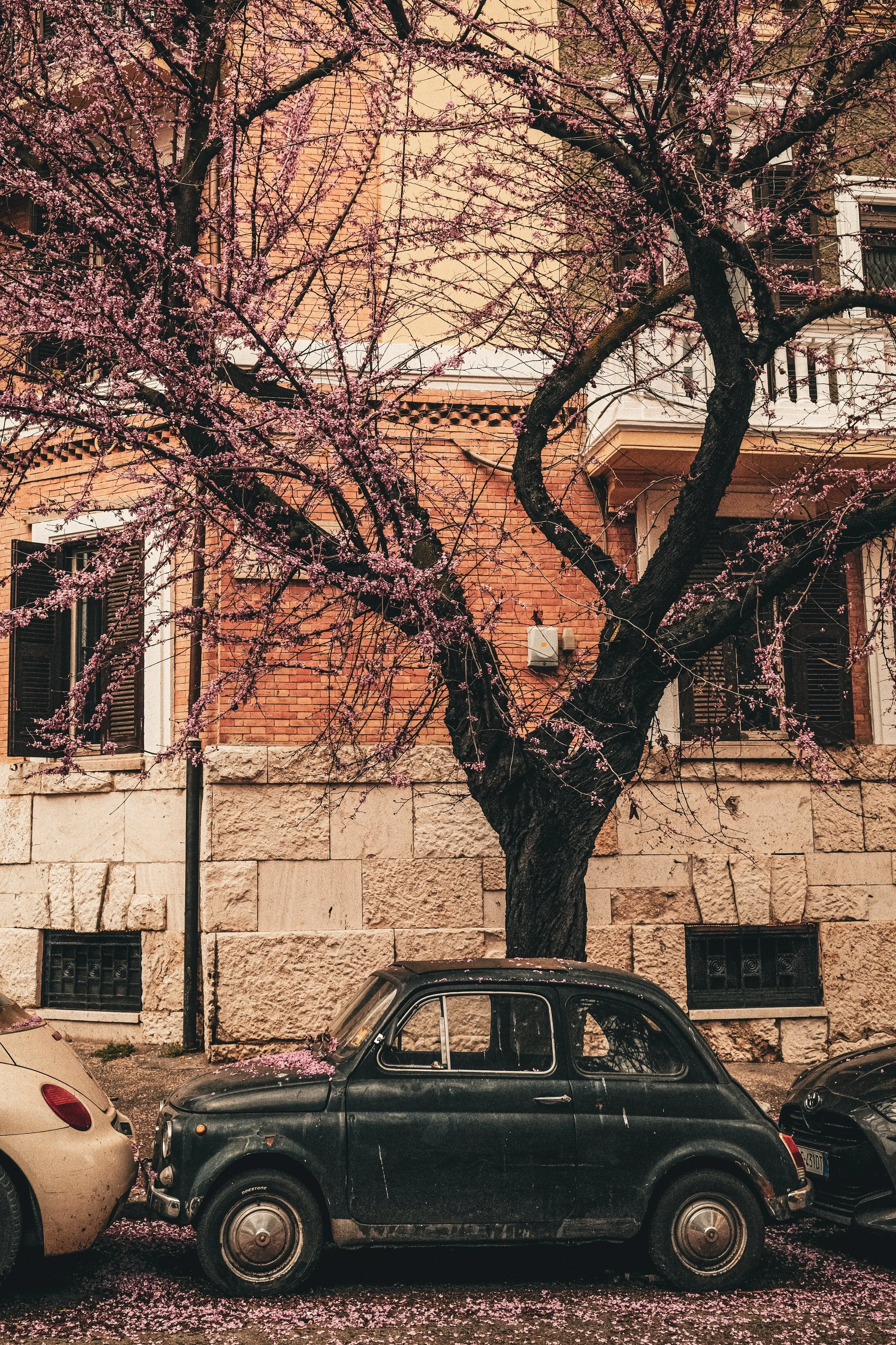 SL_The Two Beauties.JPG