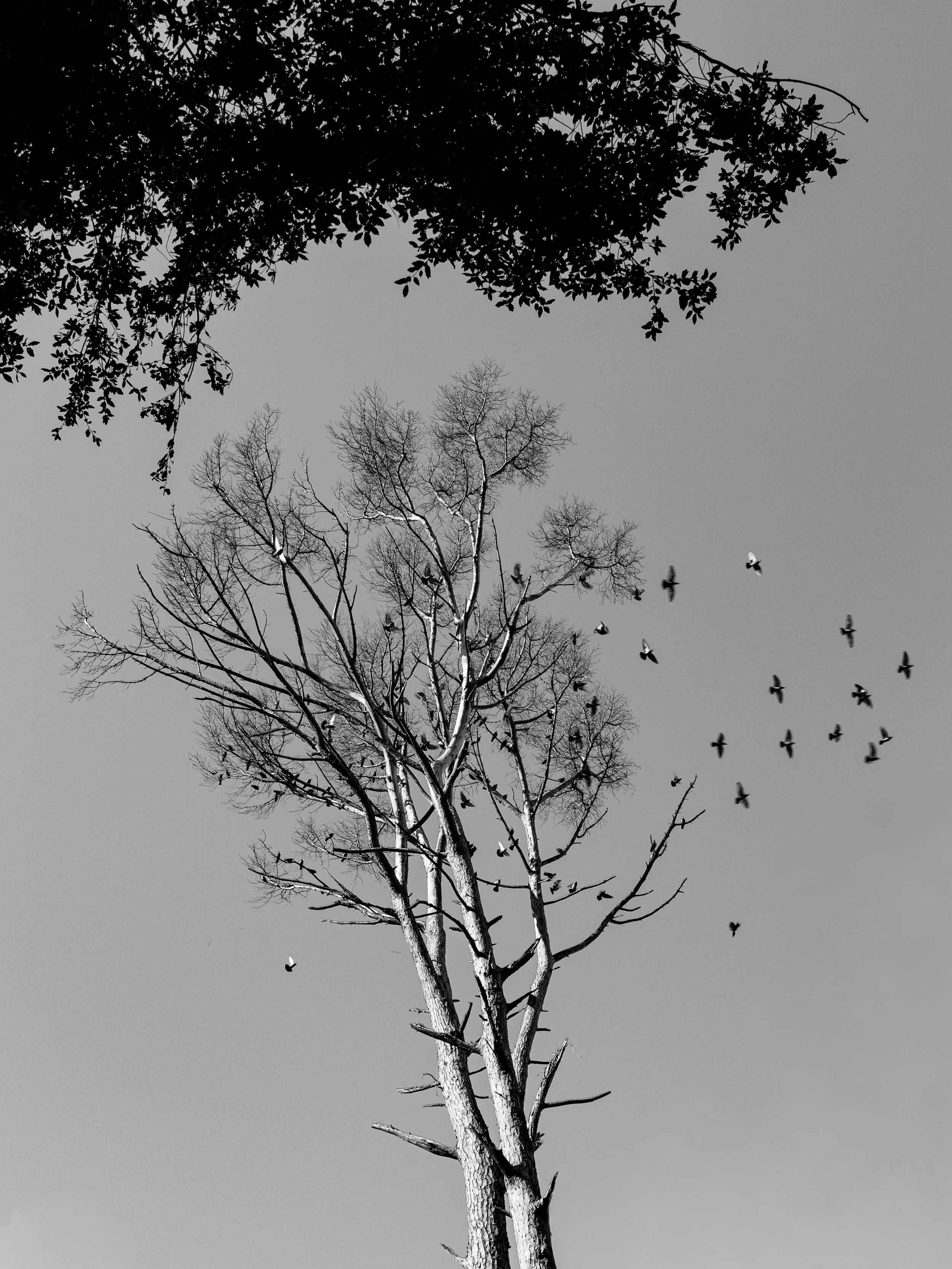 MONO_The Doves are Gathering, Peace Will Come.JPG