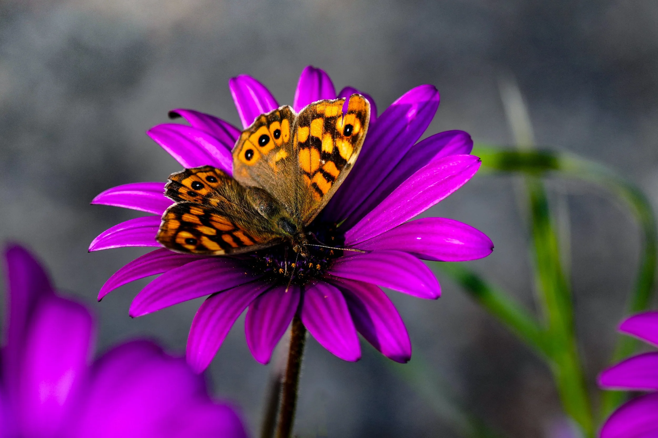 Nature photo Butterfly on a Flower
