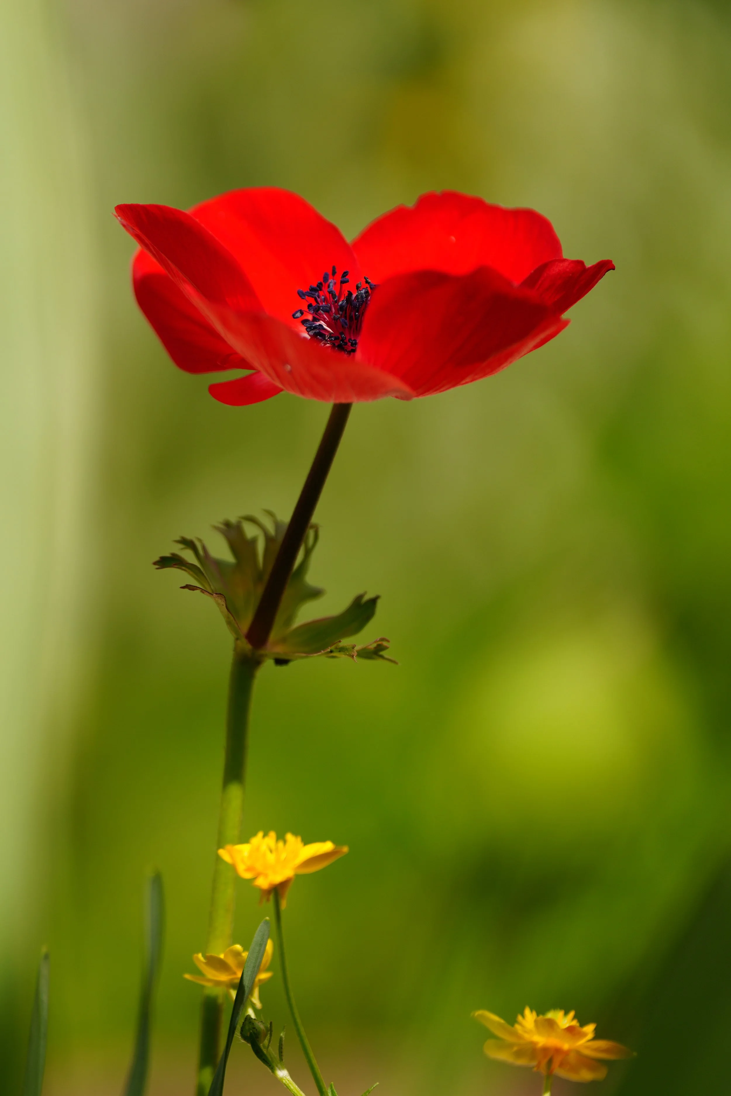 Nature photo red Poppy Flower
