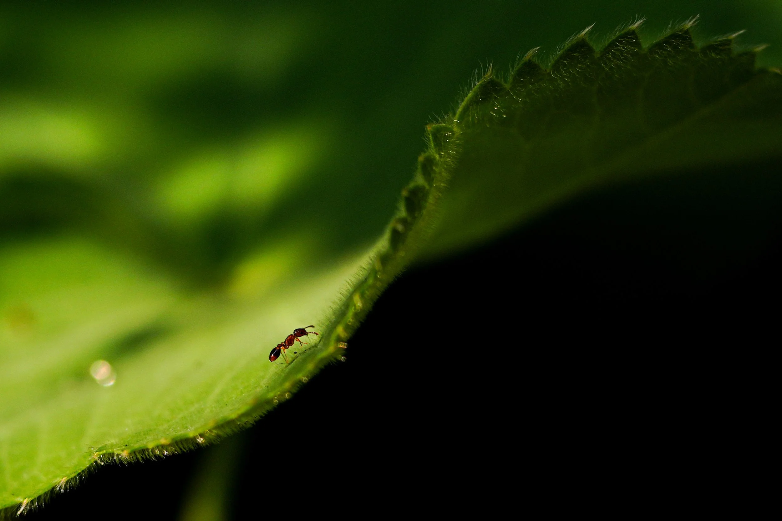 Nature photo Ant walking on a Leaf
