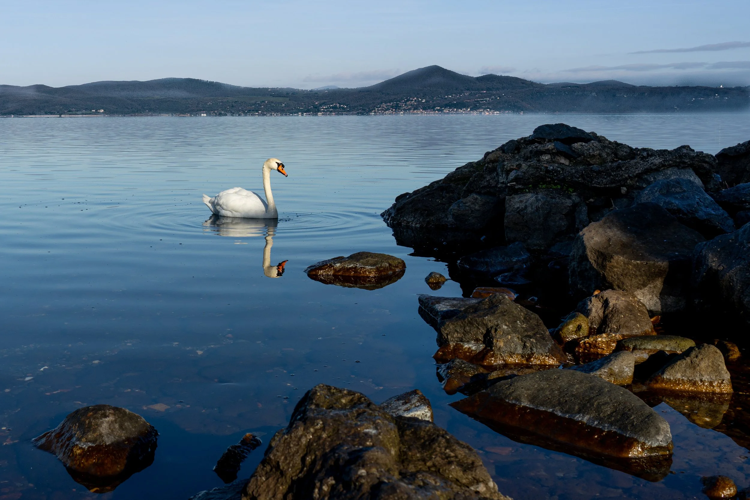 Nature photo White Swan at Lago di Bracciano Italy
