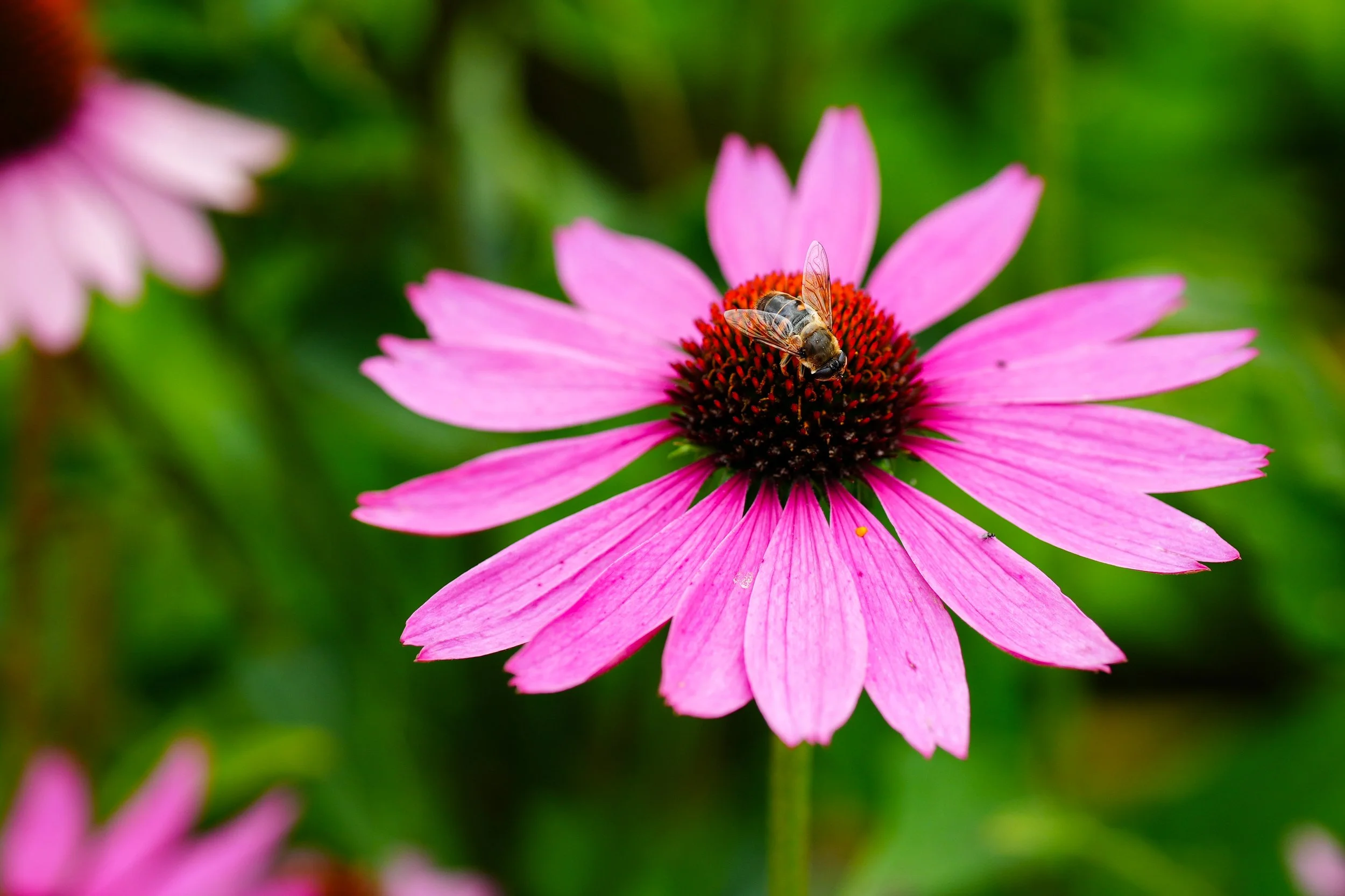 Nature photo Bee on Flower
