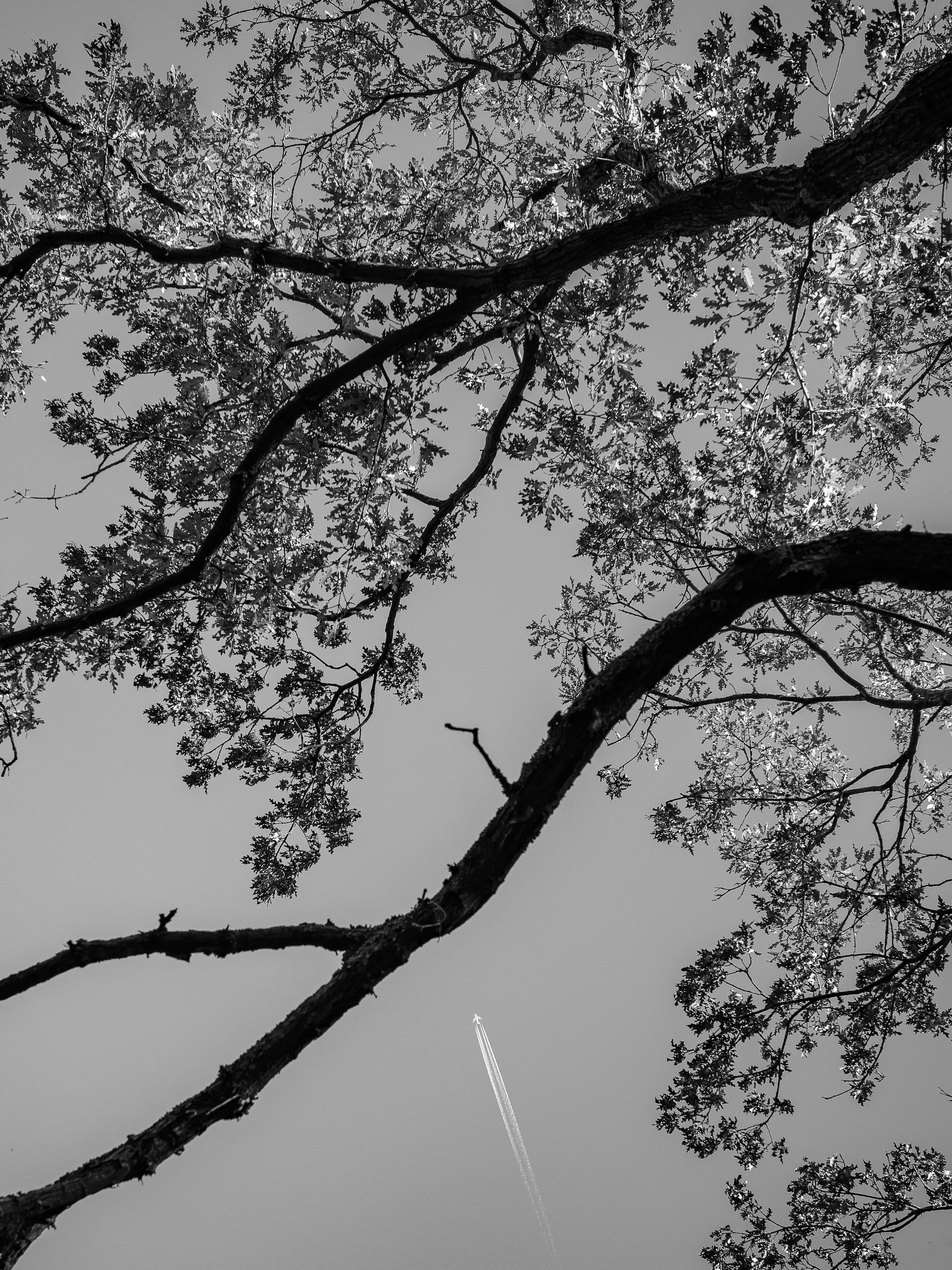 MONO The Tree and the Airoplane 3-4.jpg