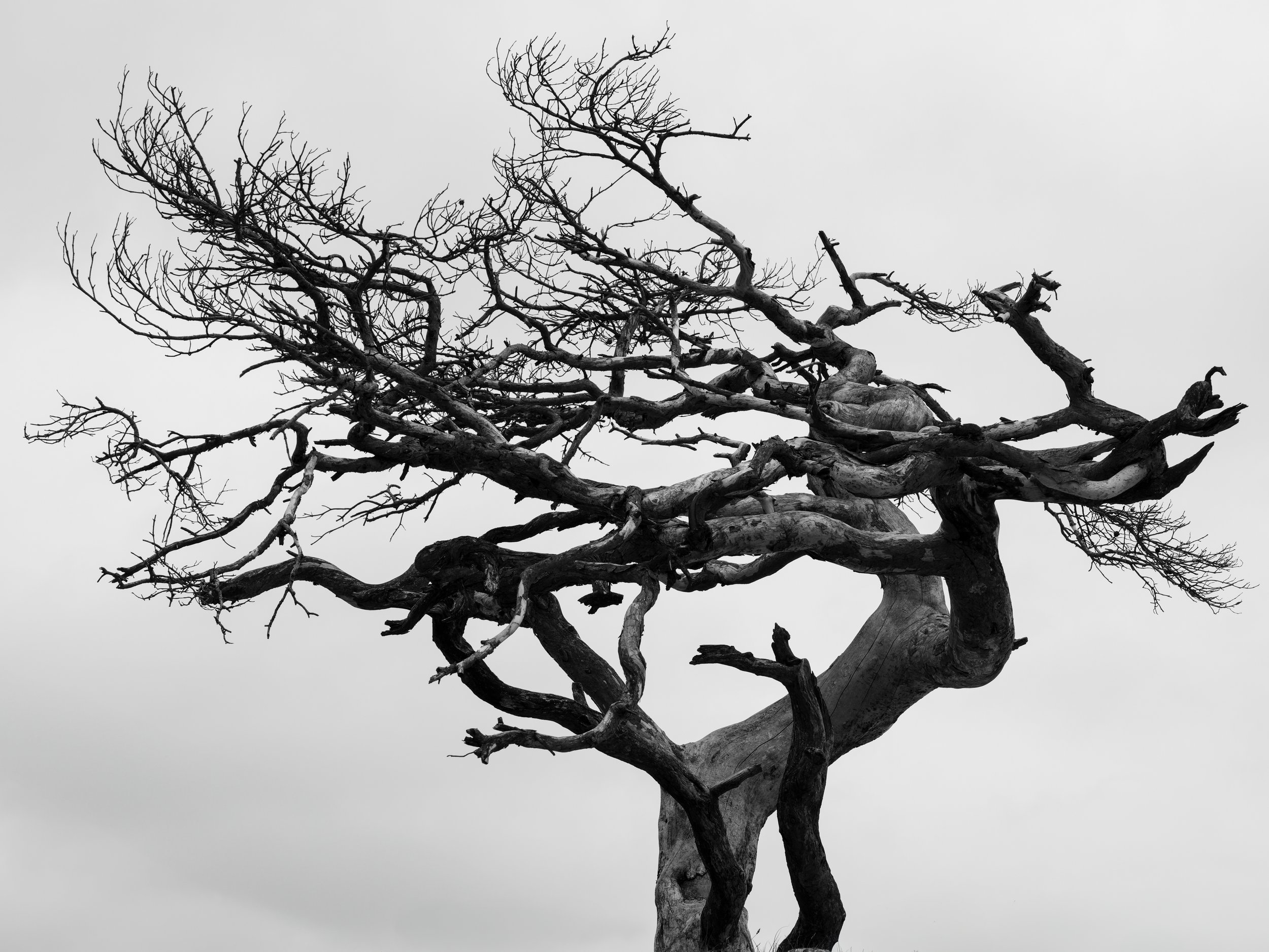 New_MO_Treescape in Black and White.JPG