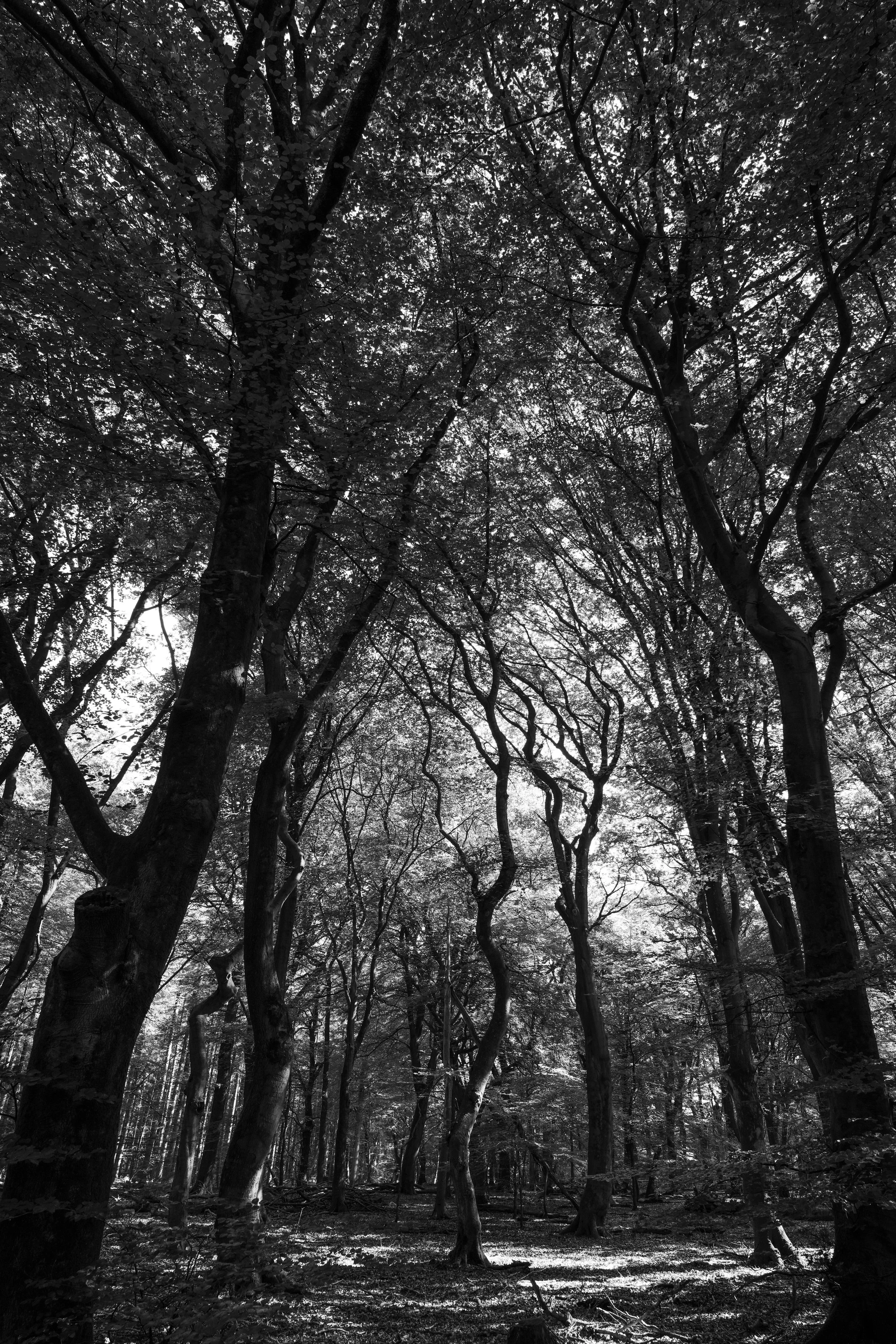 DS replace_Dutch Forest Trees BNW.JPG