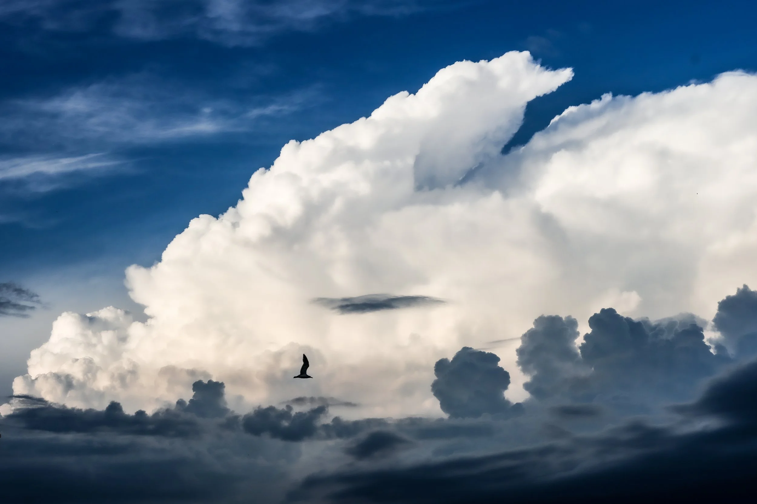 Cloud Photography Bird Dark Blue White
