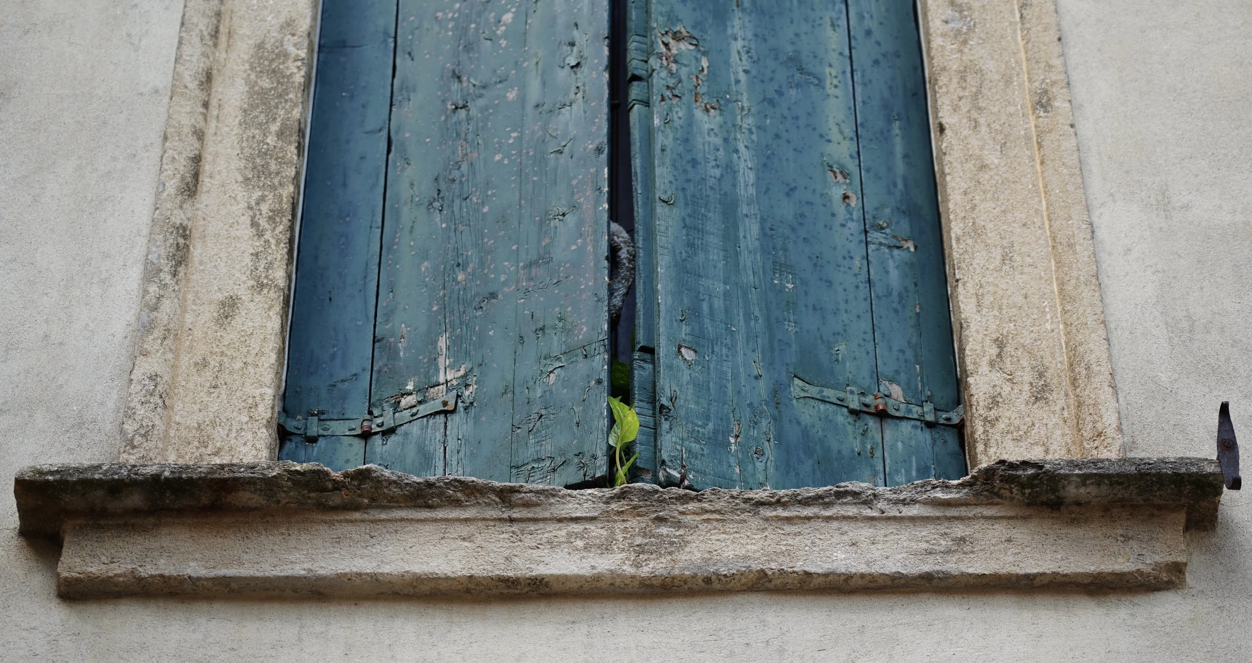 
Street Art Flower Window Italy
