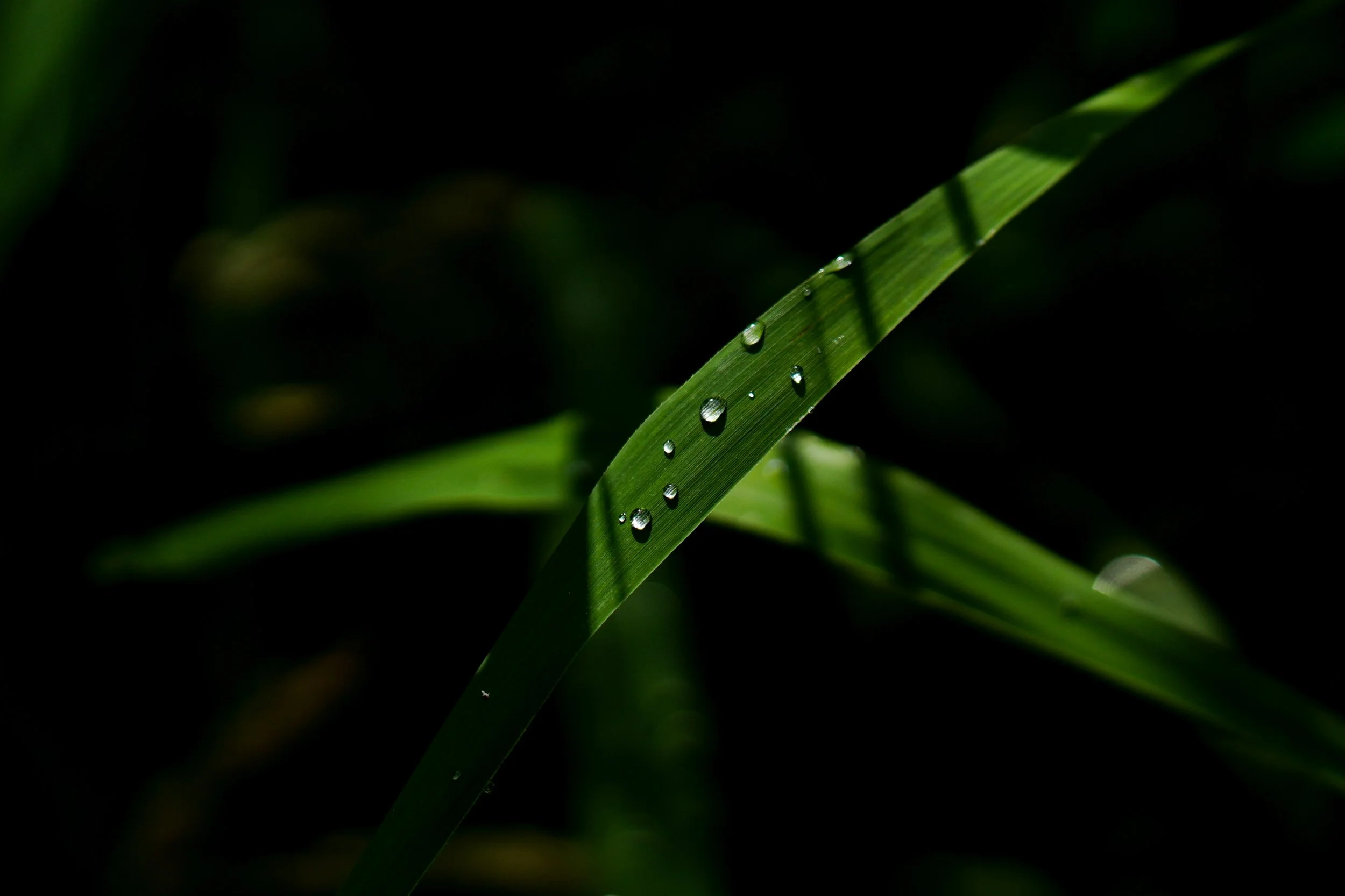 Nature photo Raindrops on a Leaf

