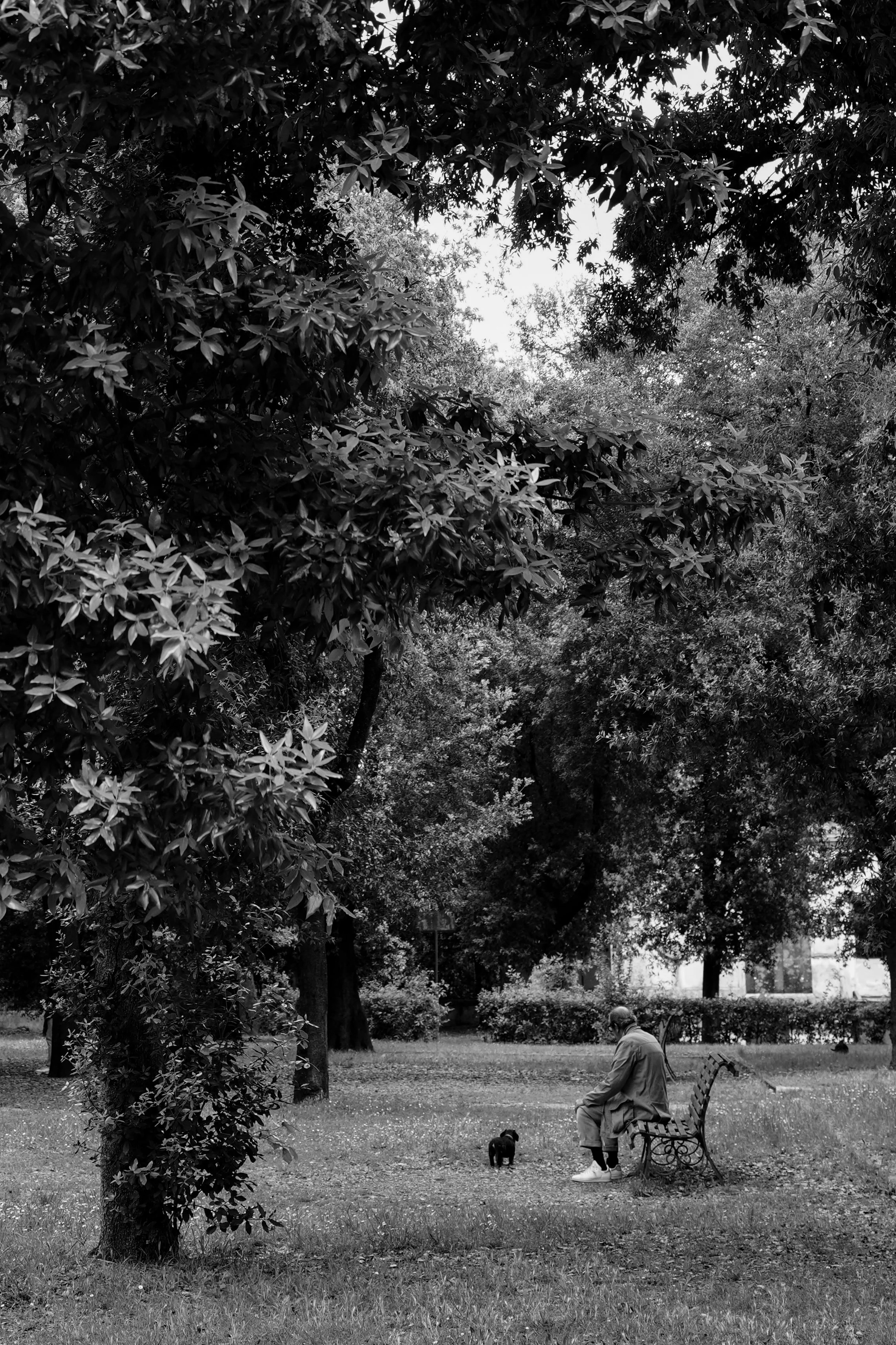 Street Scene Park Man with Dog BNW Rome Italy
