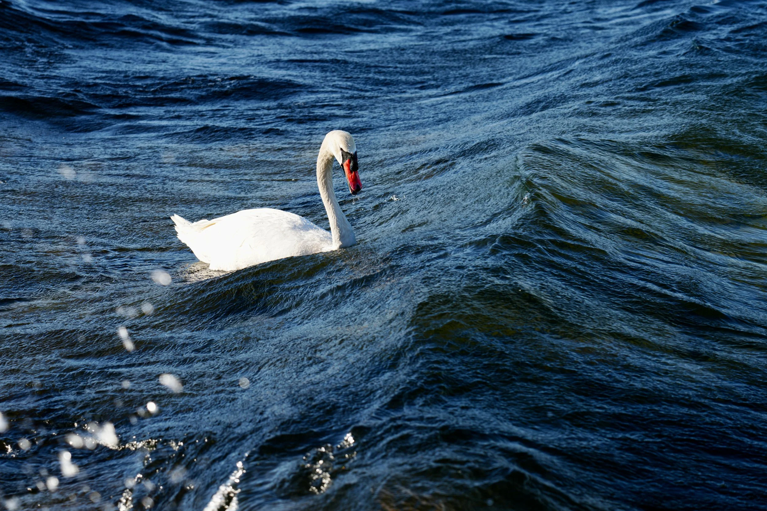 Nature photo White Swan at Lago di Bracciano Italy
