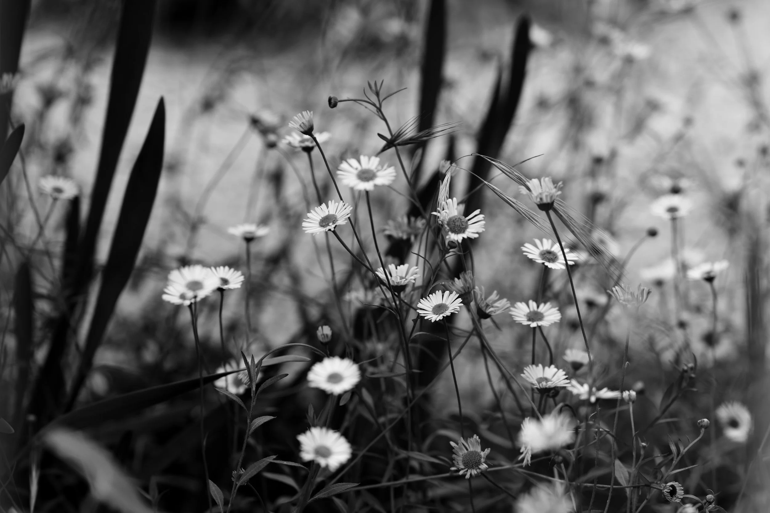 Nature photo Daisies BNW
