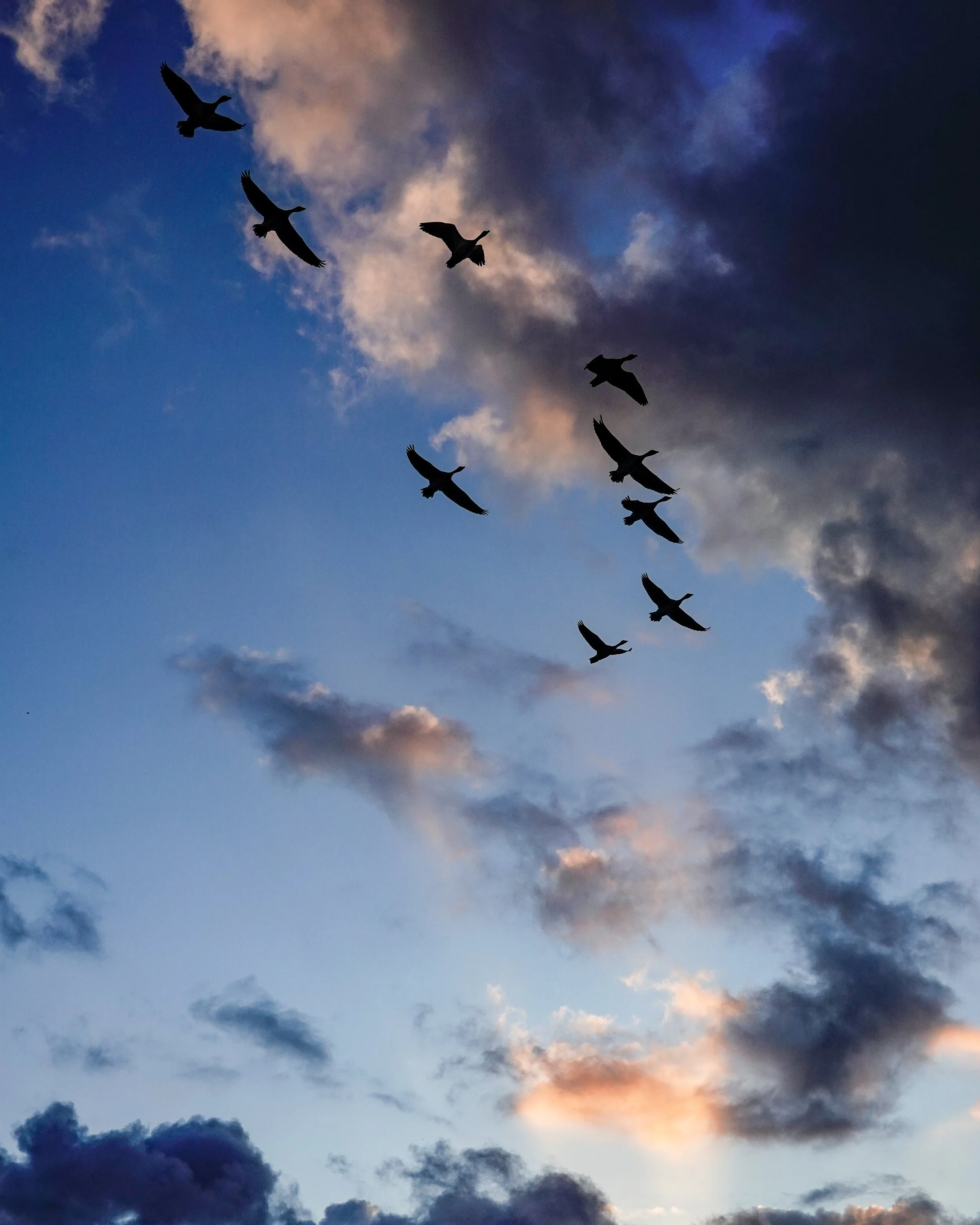Sunrise Cloud Photography Birds Sky Netherlands
