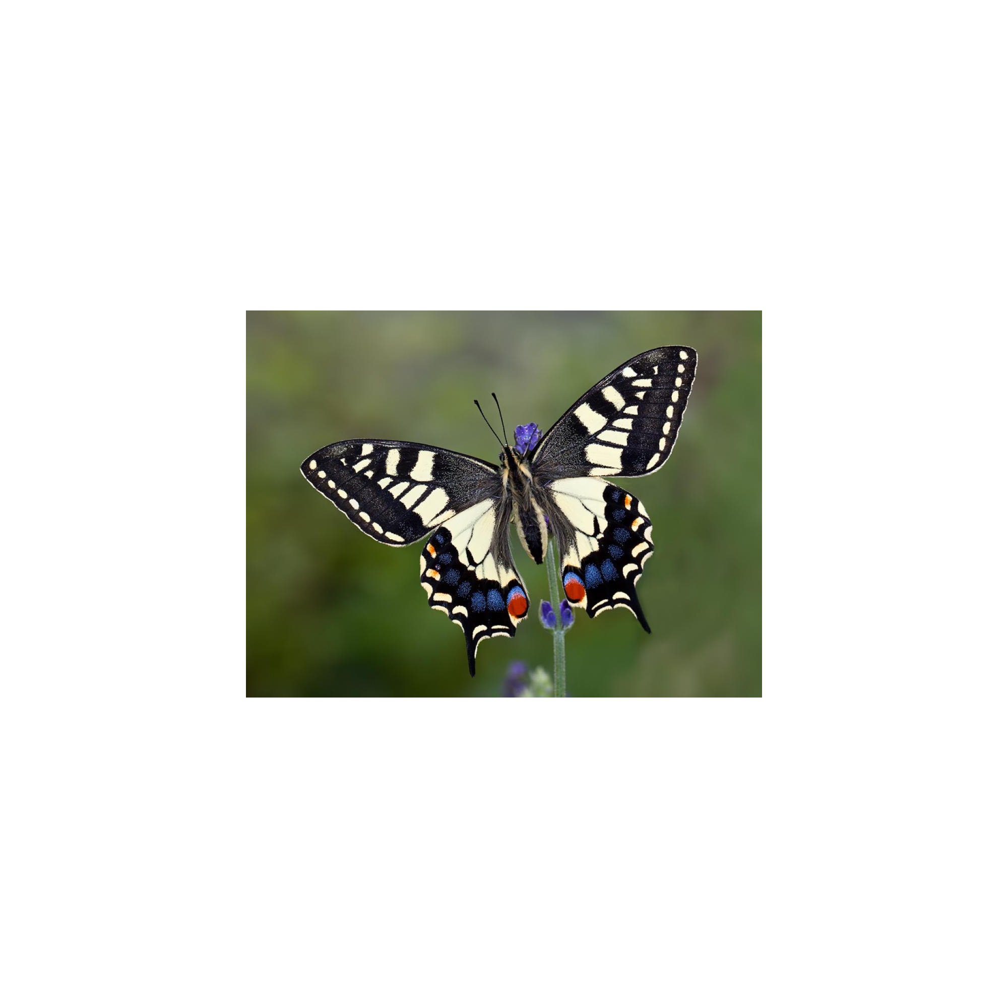 01_swallowtailbutterfly_04.jpg