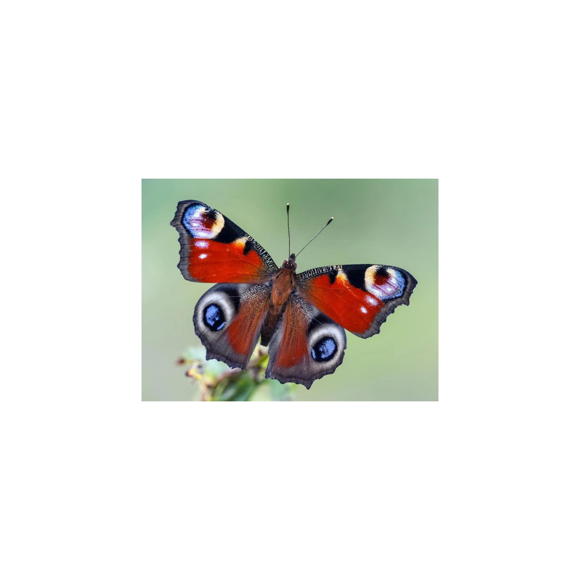 02_PeacockButterfly_07.jpg