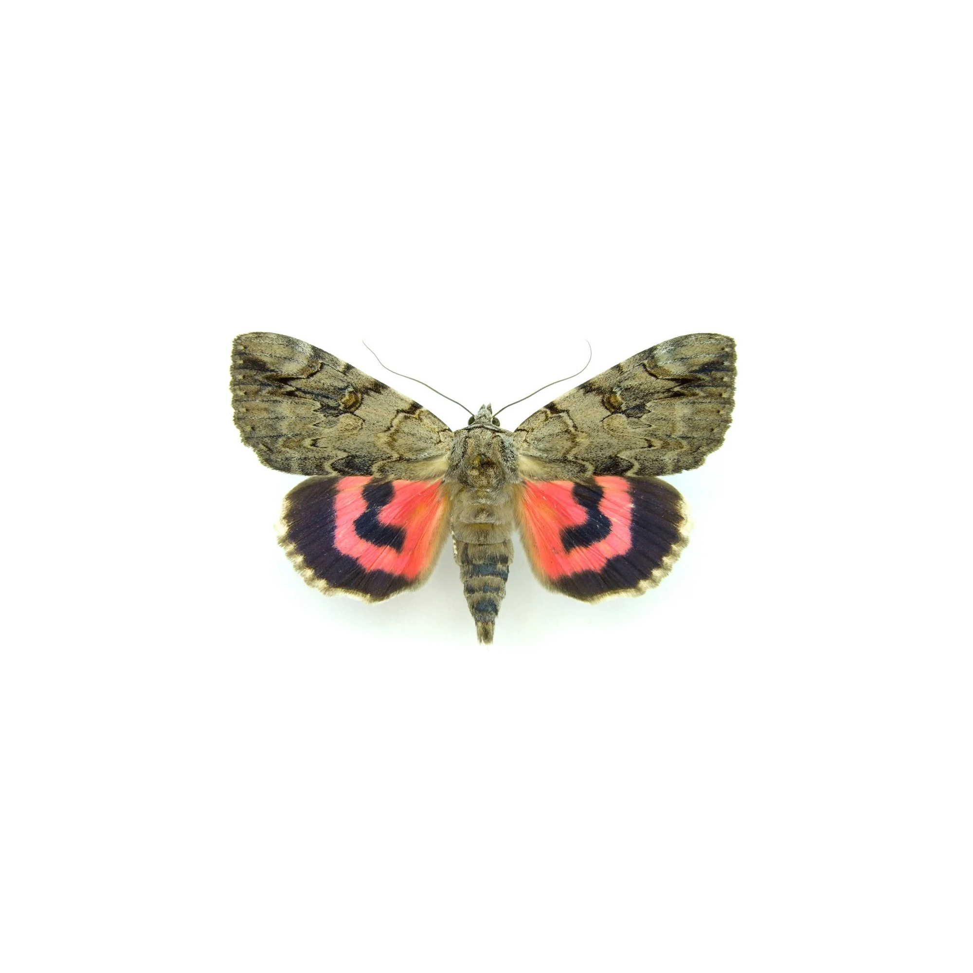 05_CatocalElecta_05.jpg