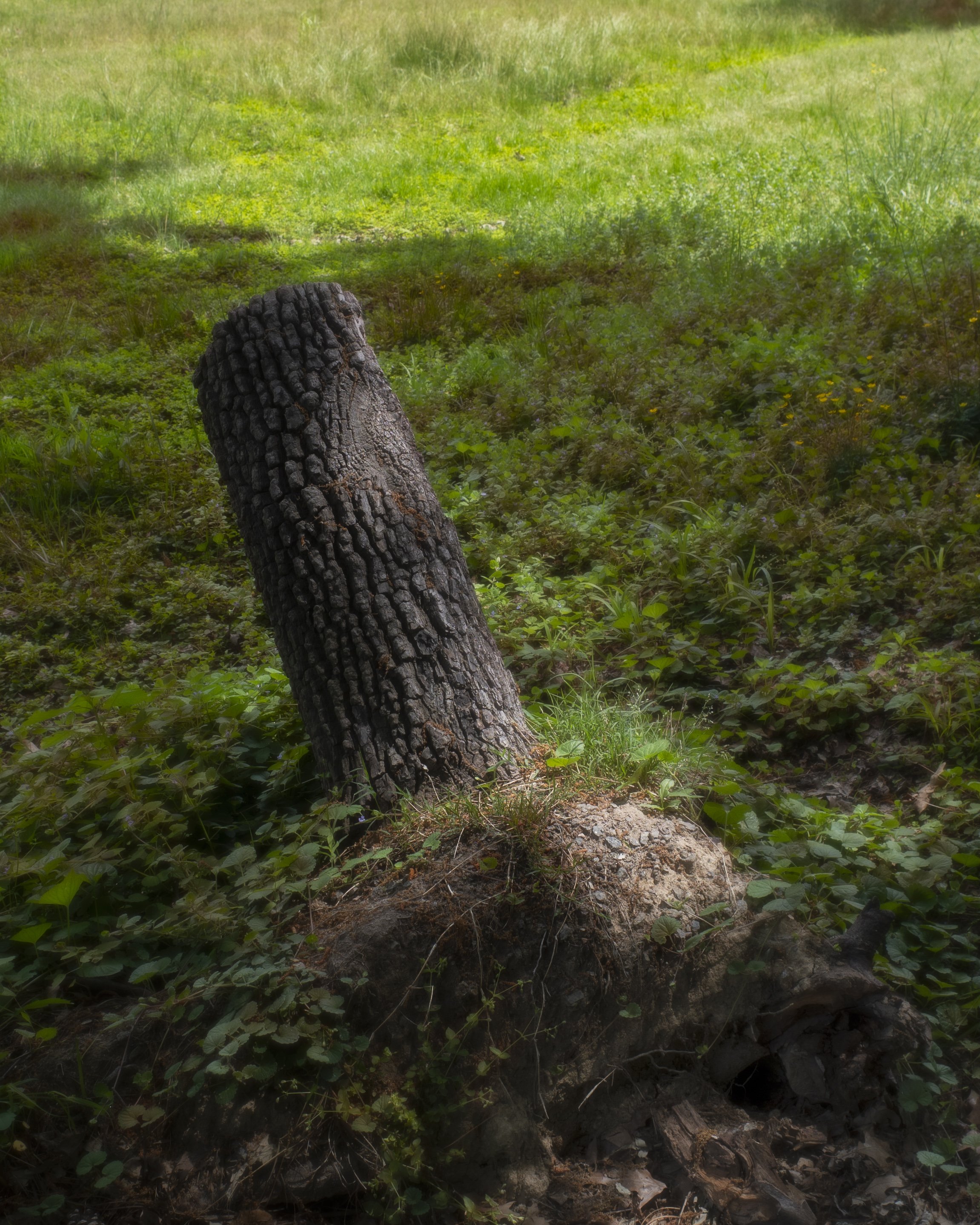 Teilo Wessells - "Smelling the Clovers" Archival Print