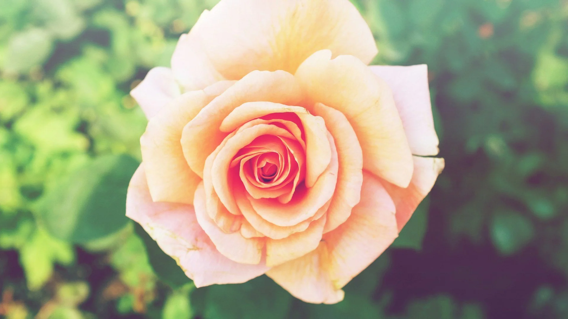 Close-up of a peach-colored rose with green blurred background.