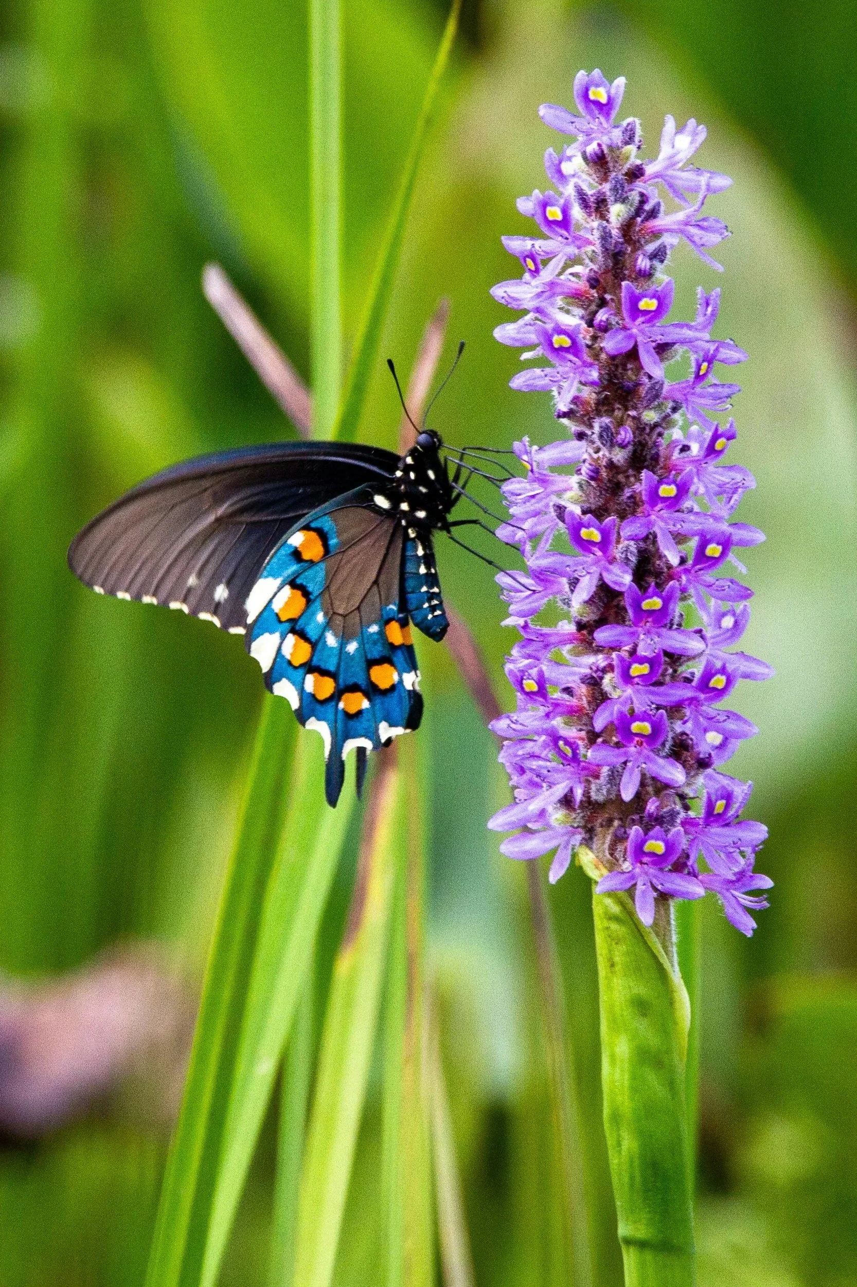 Beautiful Butterfly on flower