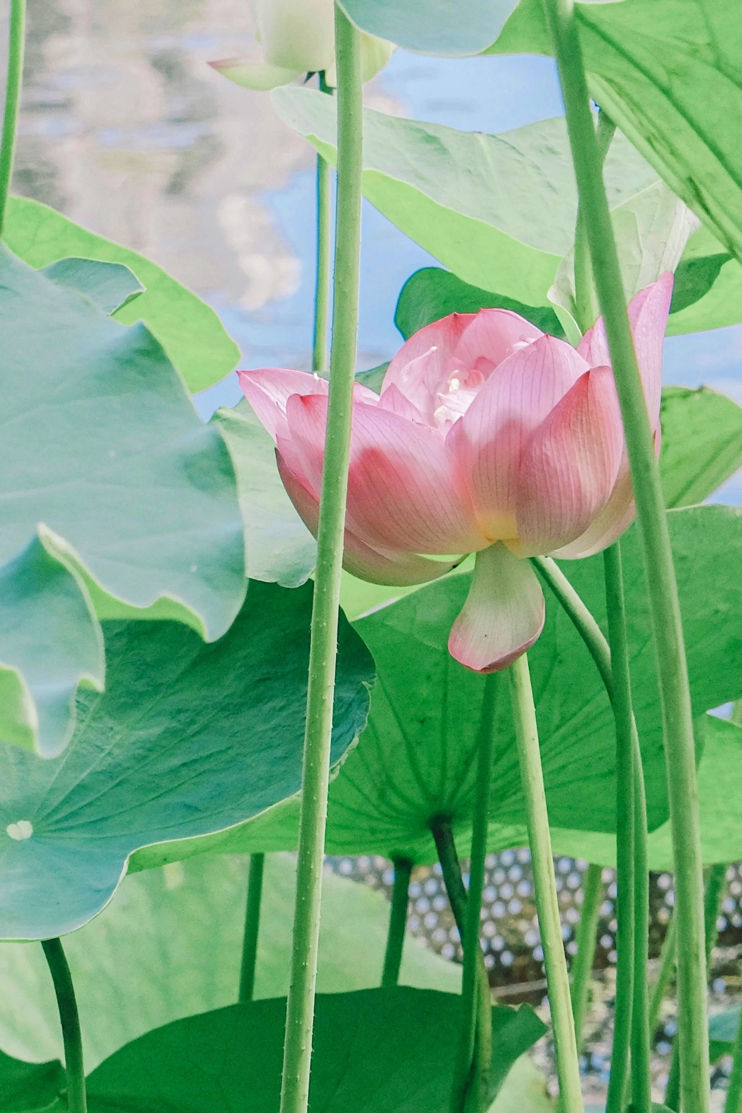 Close-up of a pink lotus flower surrounded by large green leaves and stems, with some water and a lattice structure in the background.