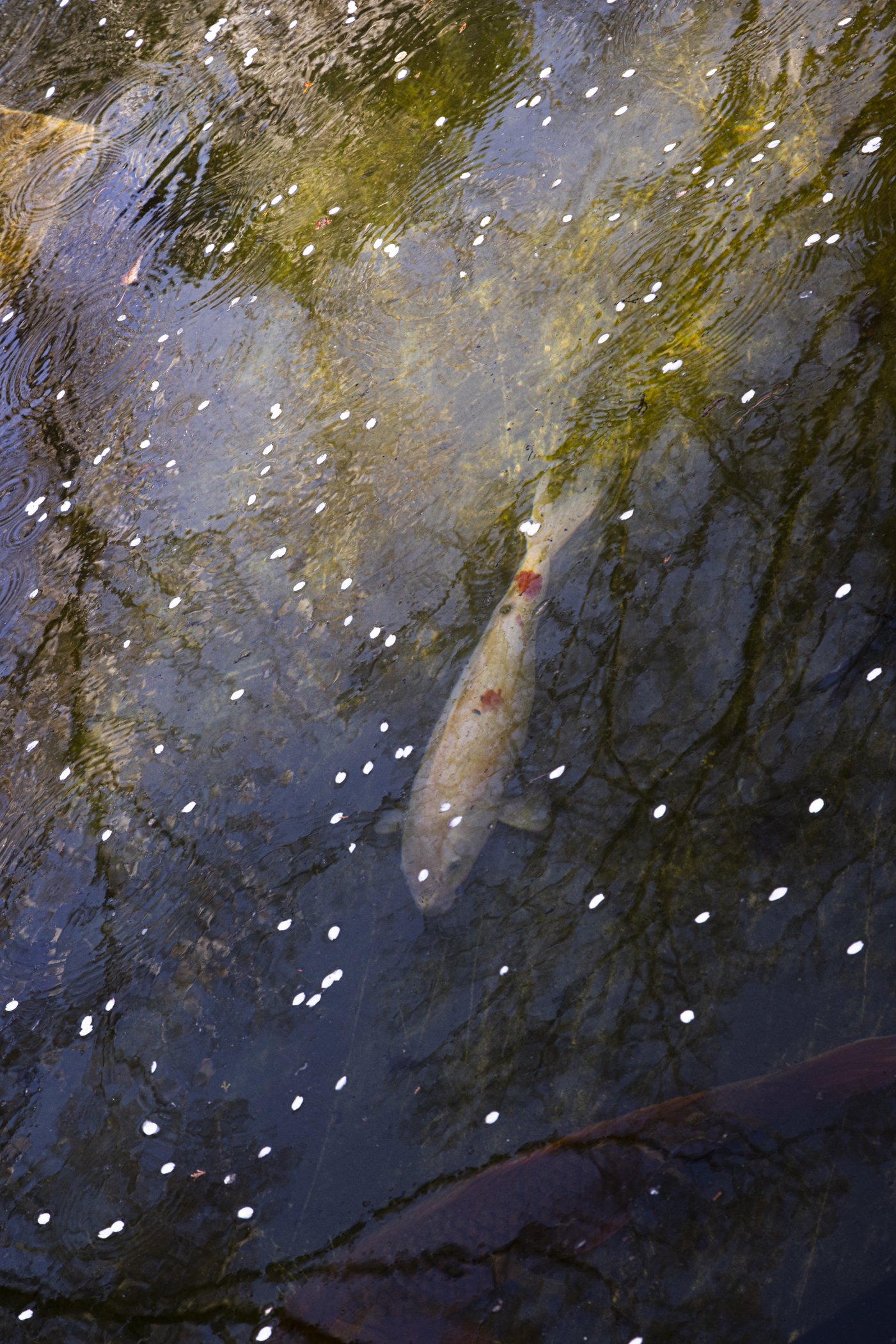 Star Koi