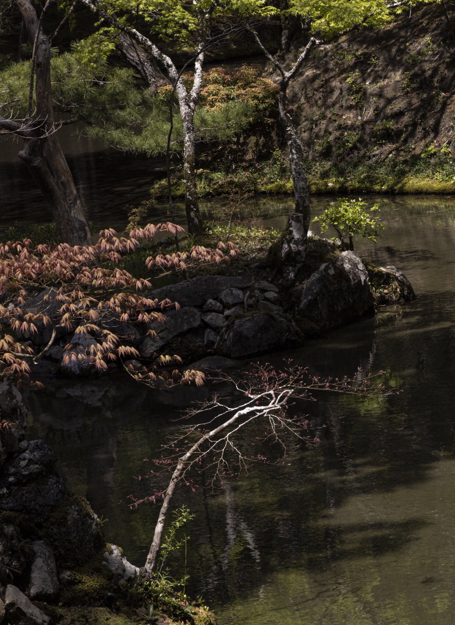 In the Moss Garden