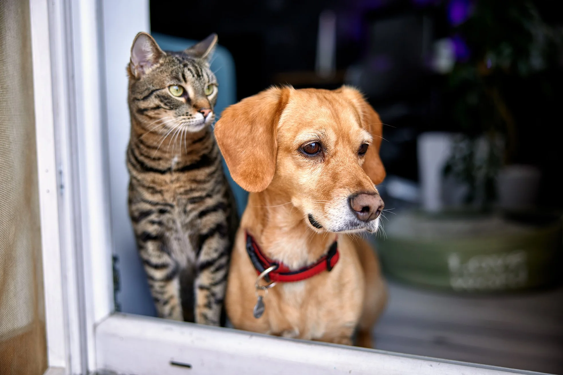 Cat and dog sitting together looking out a window