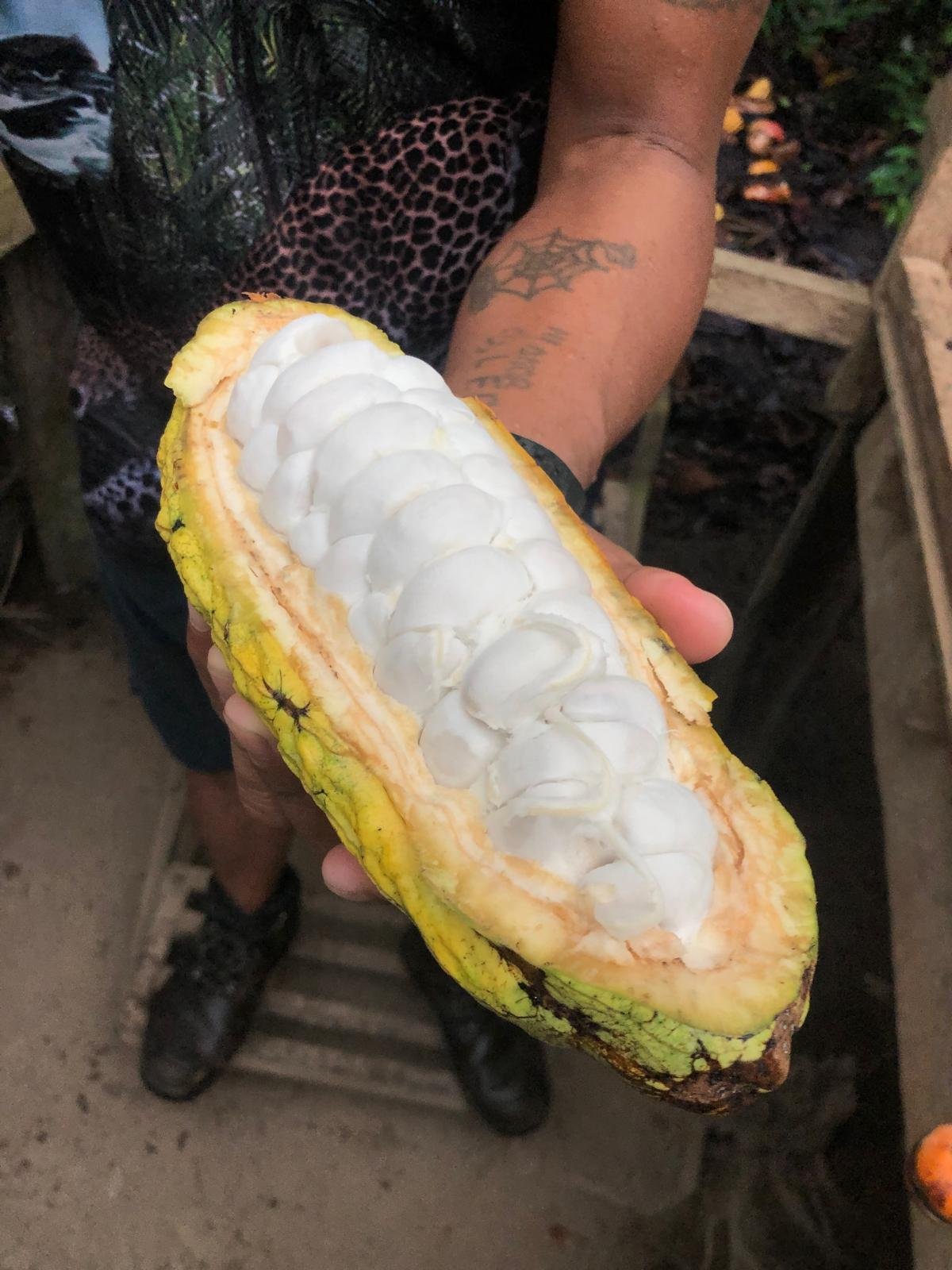 Cacao of the Amazon Jungle, Ecuador.
